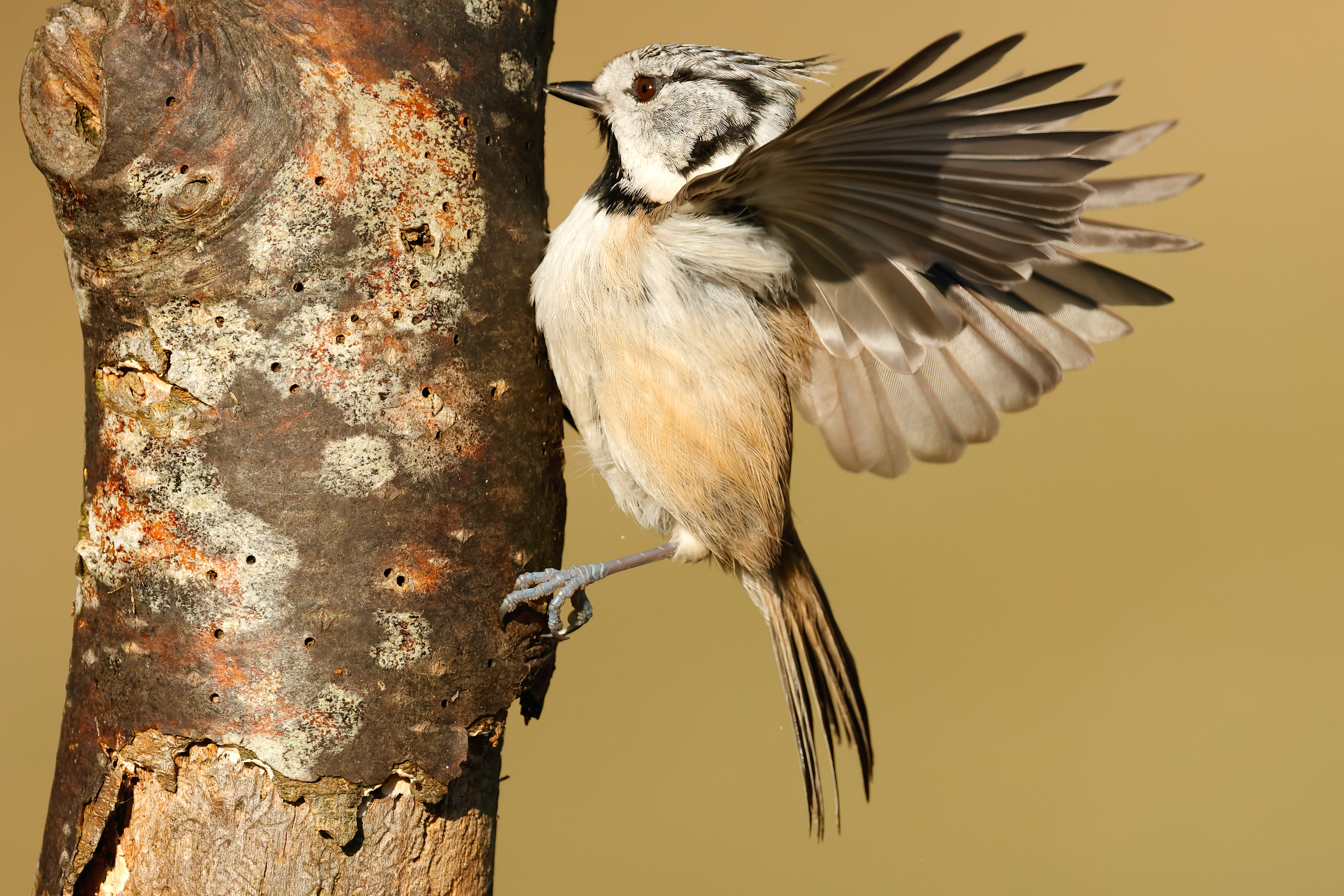 Crested tit