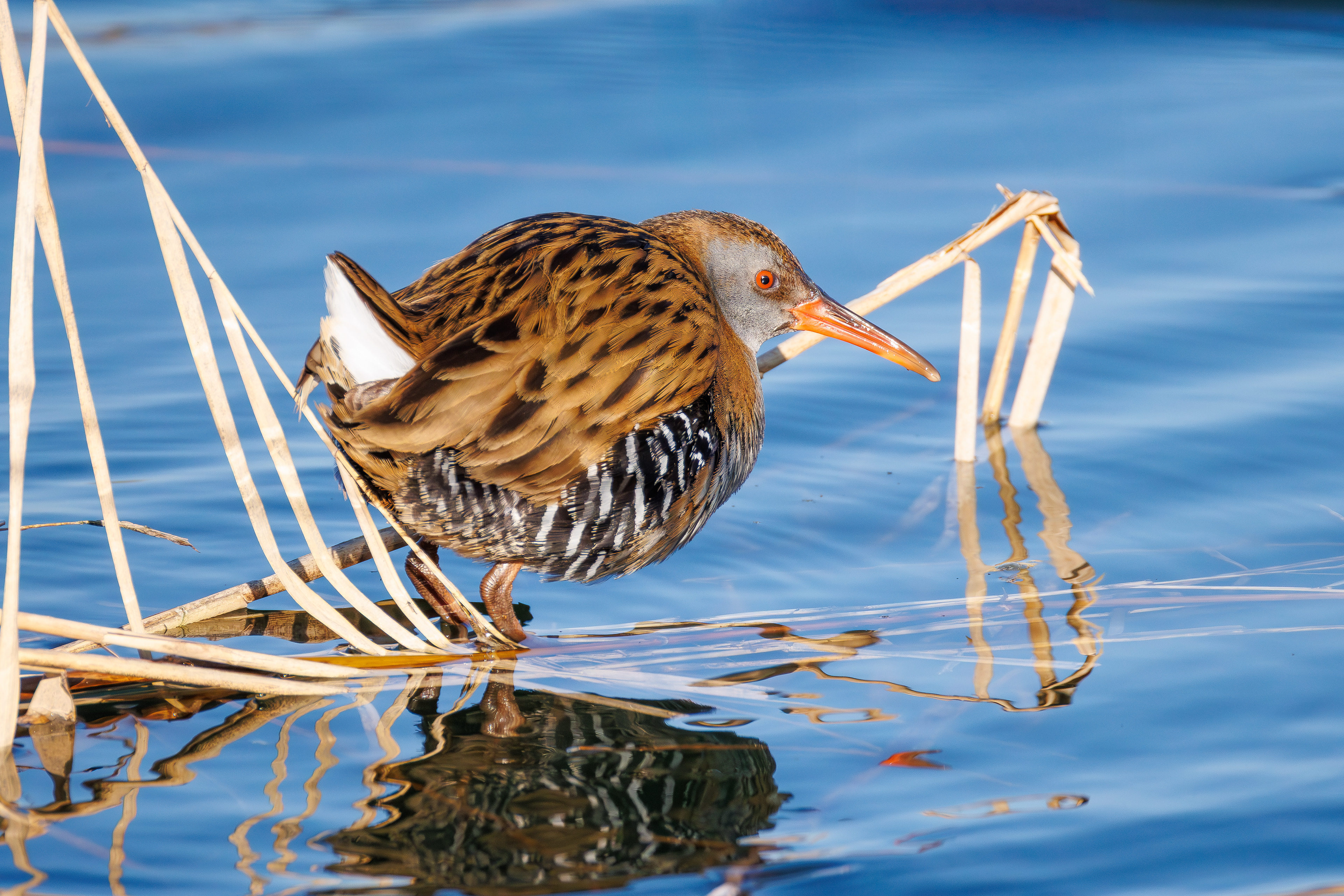 Water rail