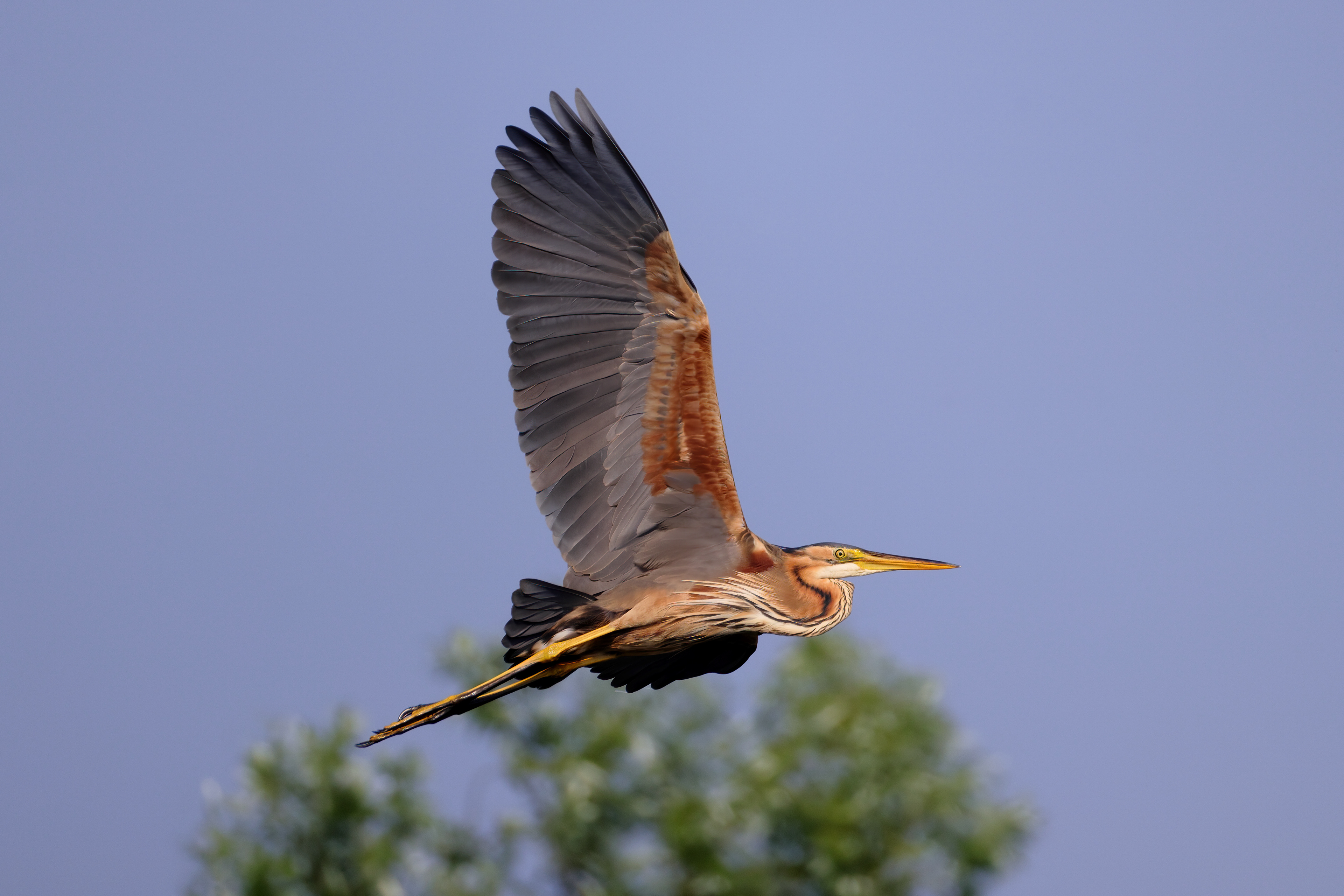 Purple heron