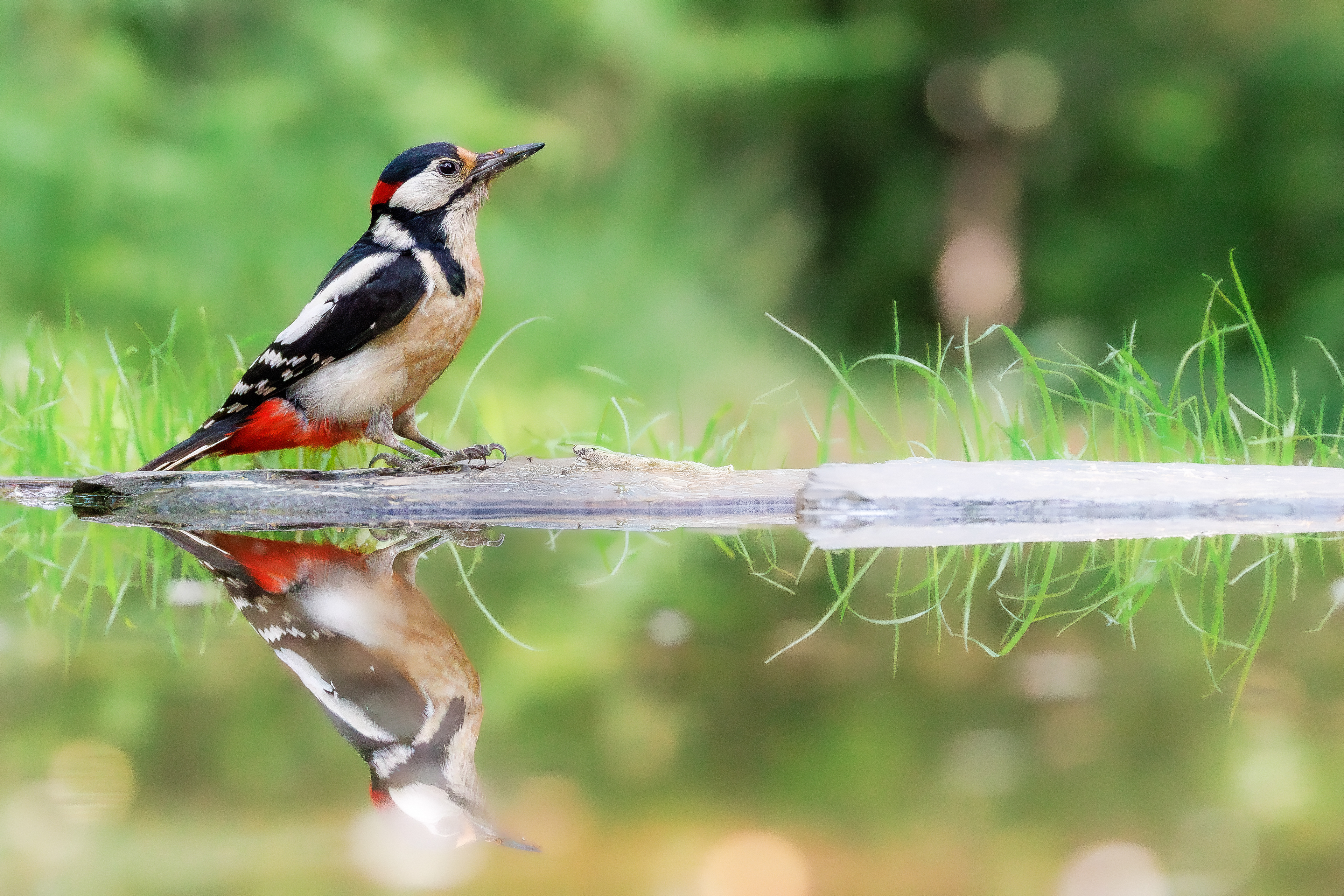 Great spotted woodpecker