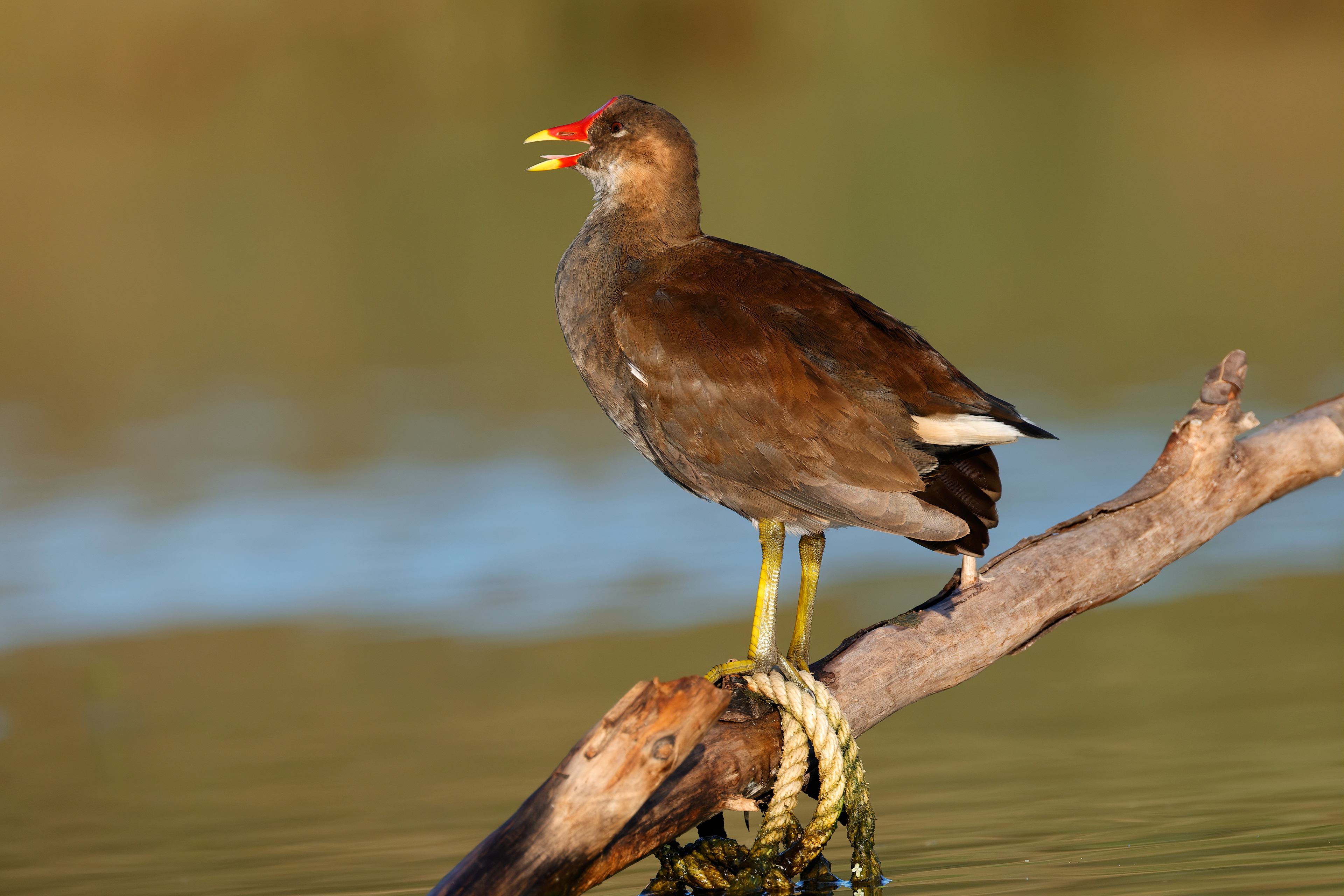 Gallinella d' acqua
