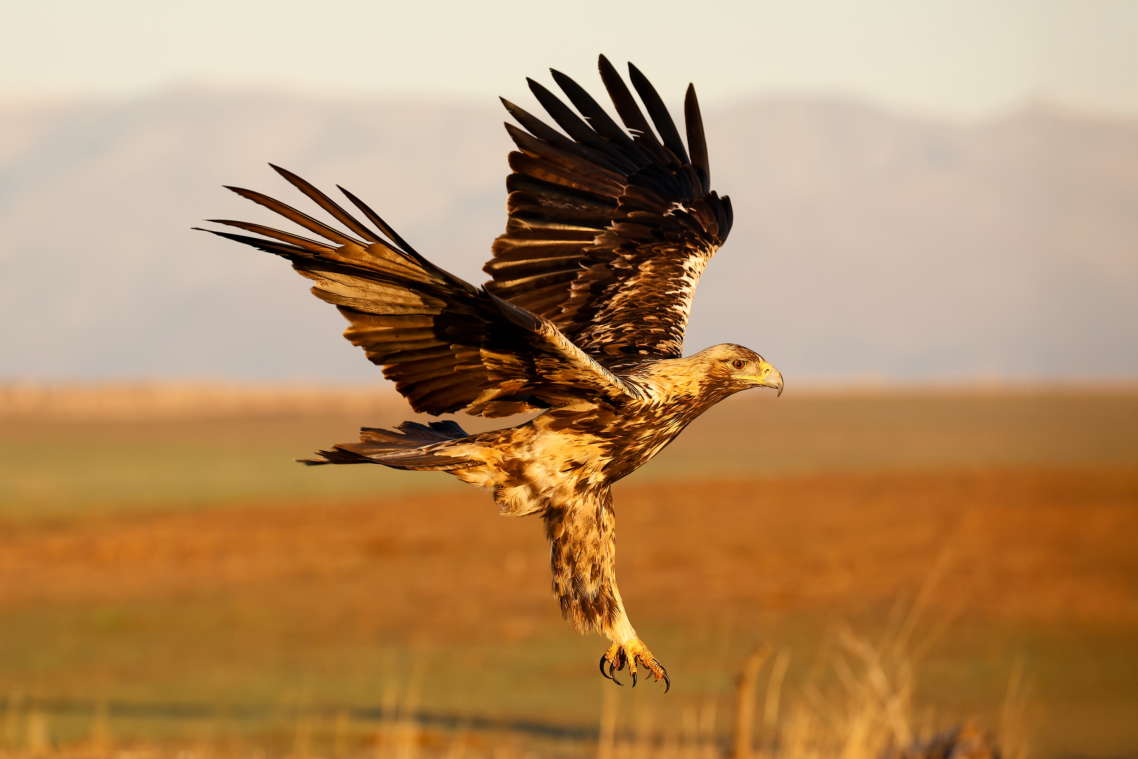 Aquila imperiale - steppa