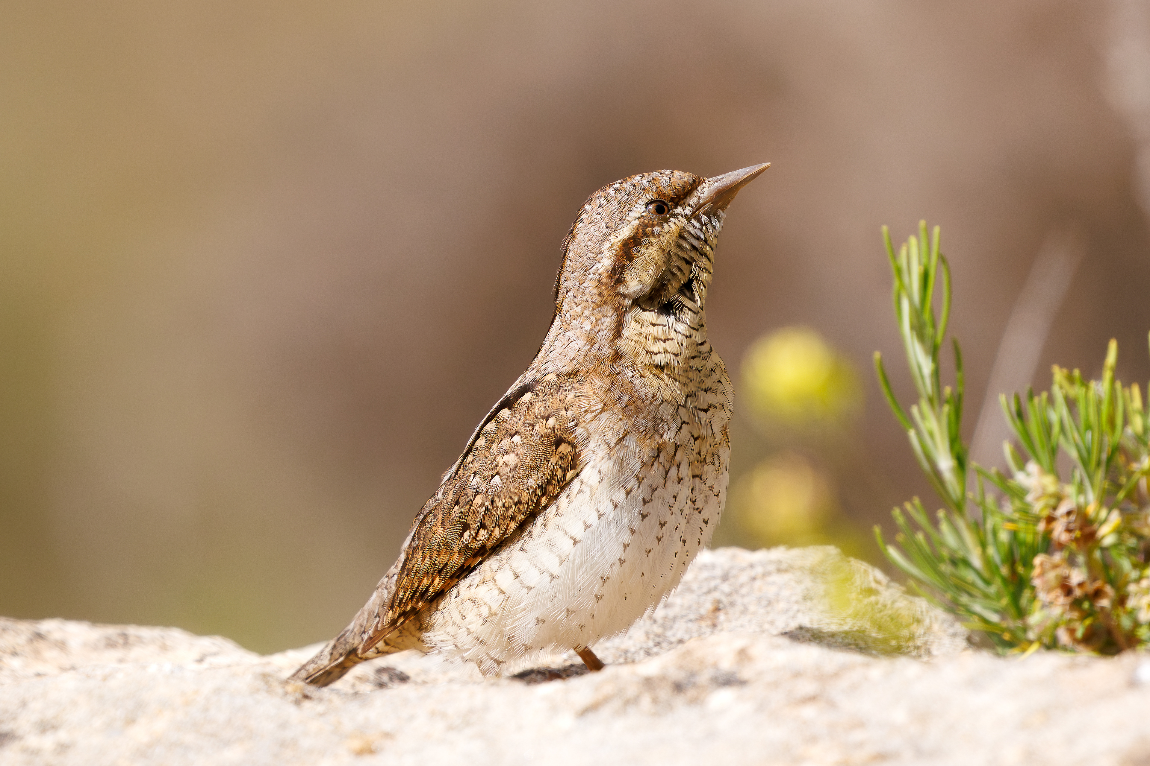Torcicollo