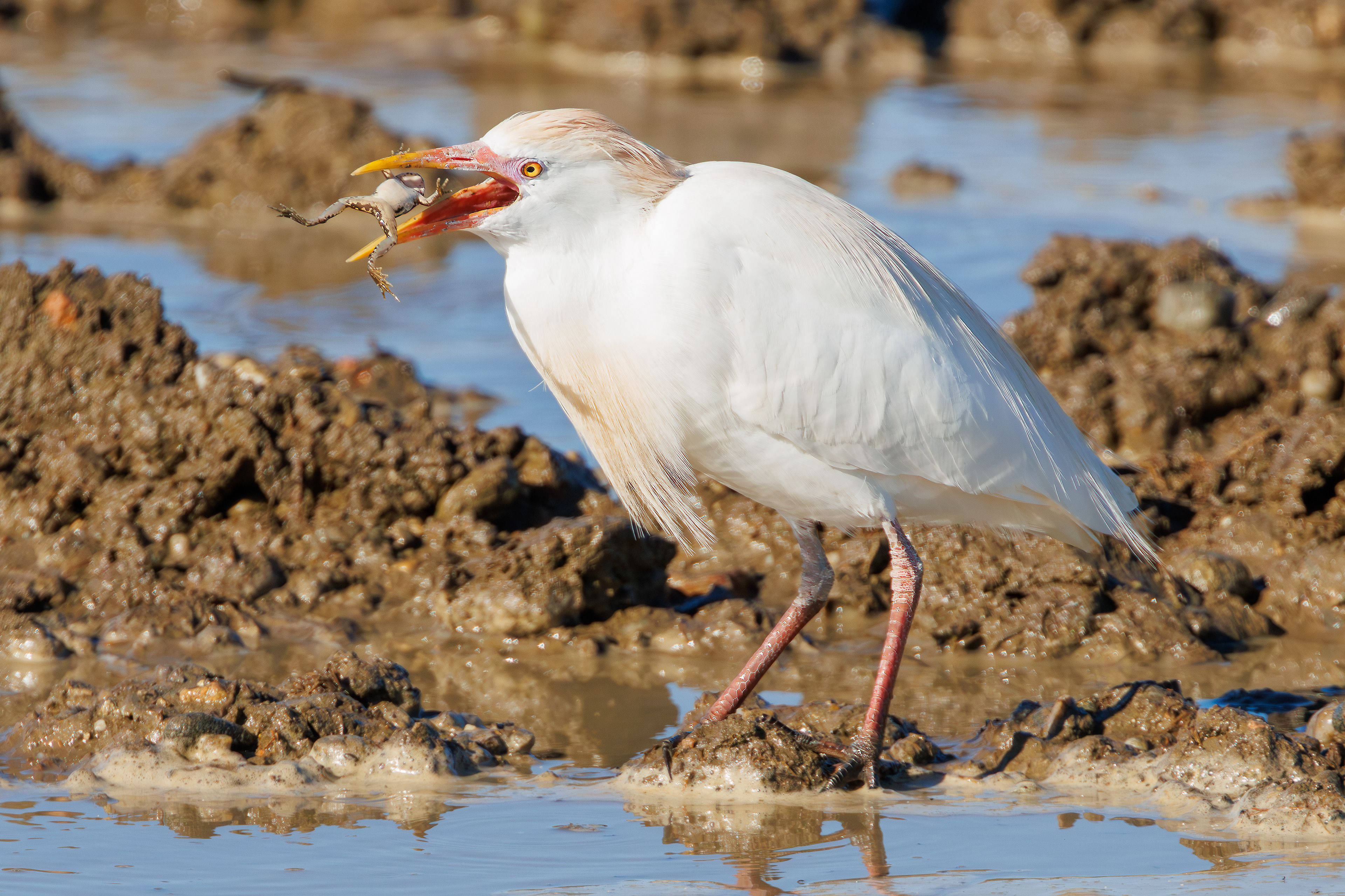 Cattle heron