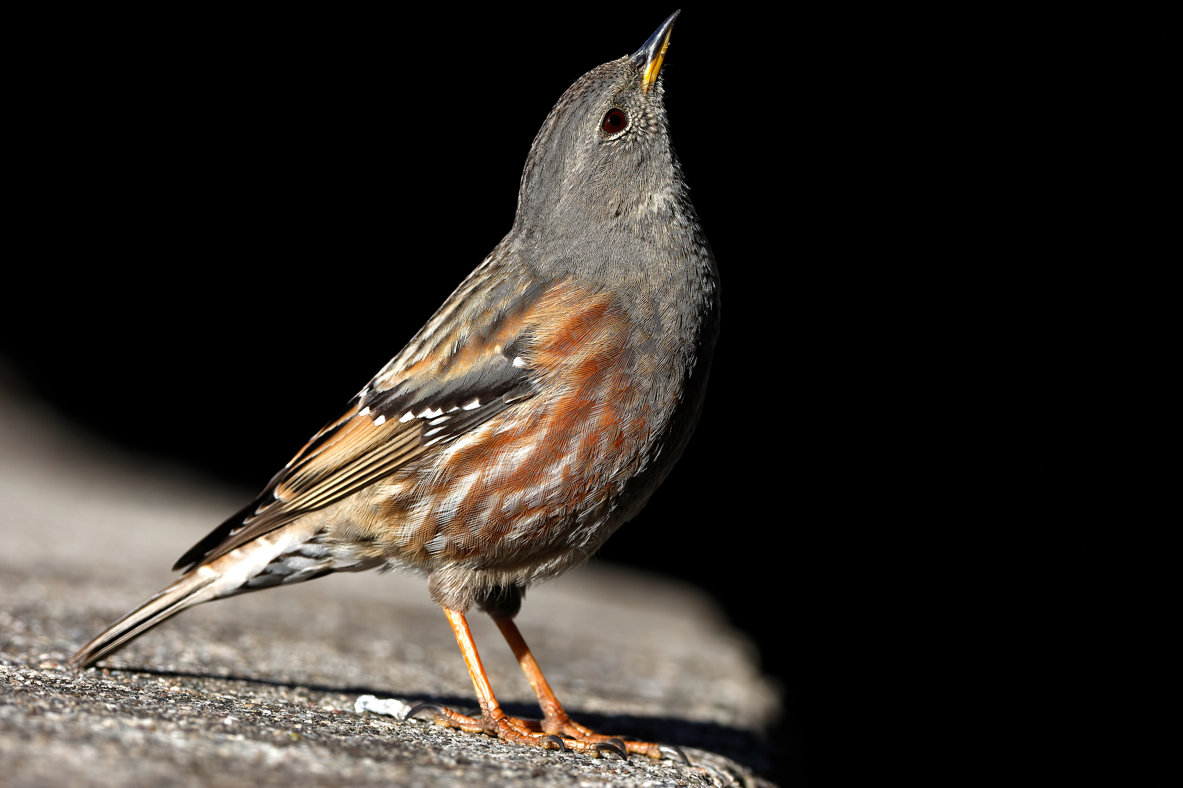 Alpine accentor