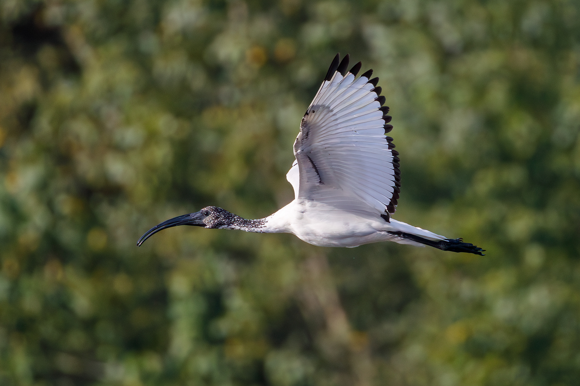 Ibis sacro