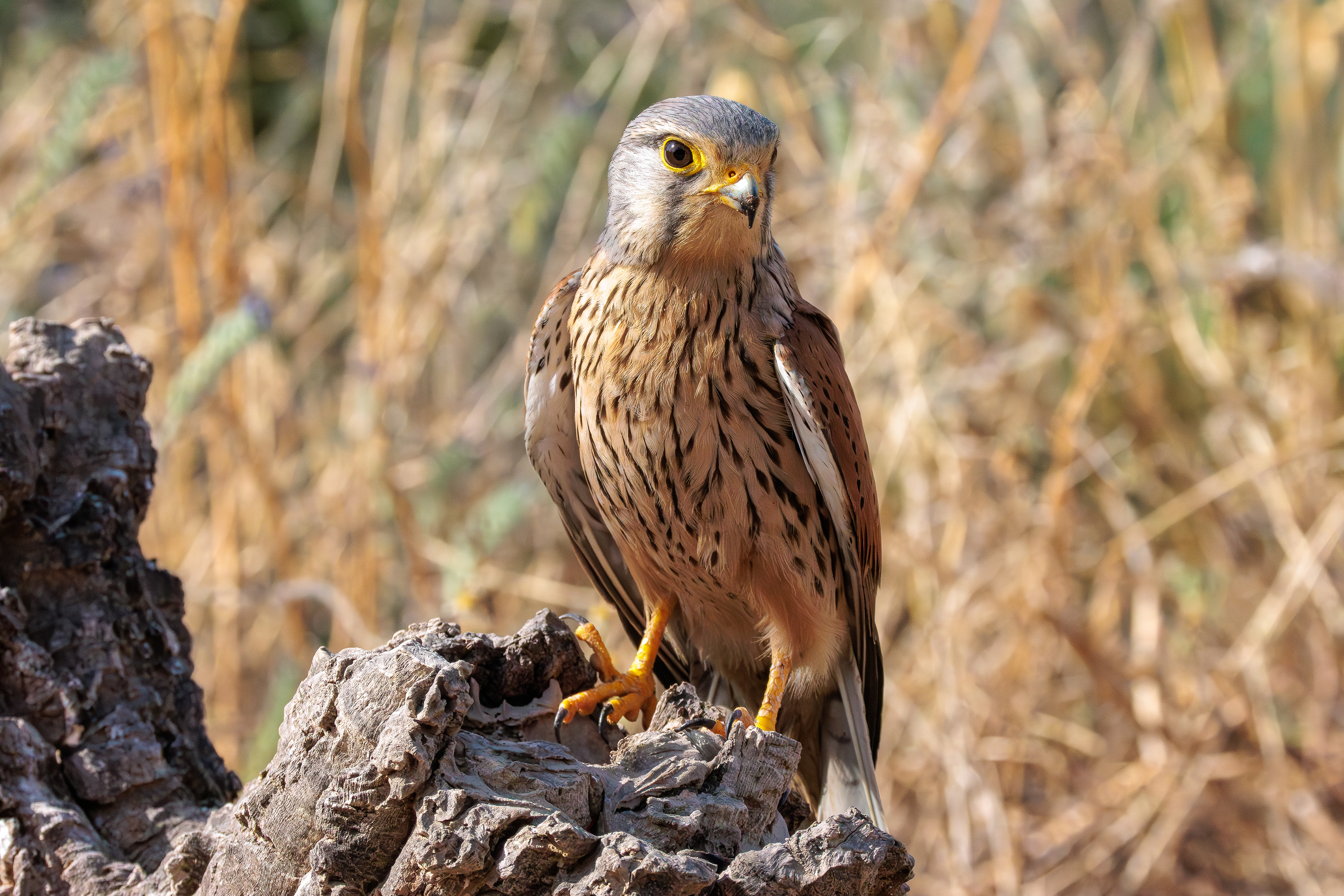 Kestrel