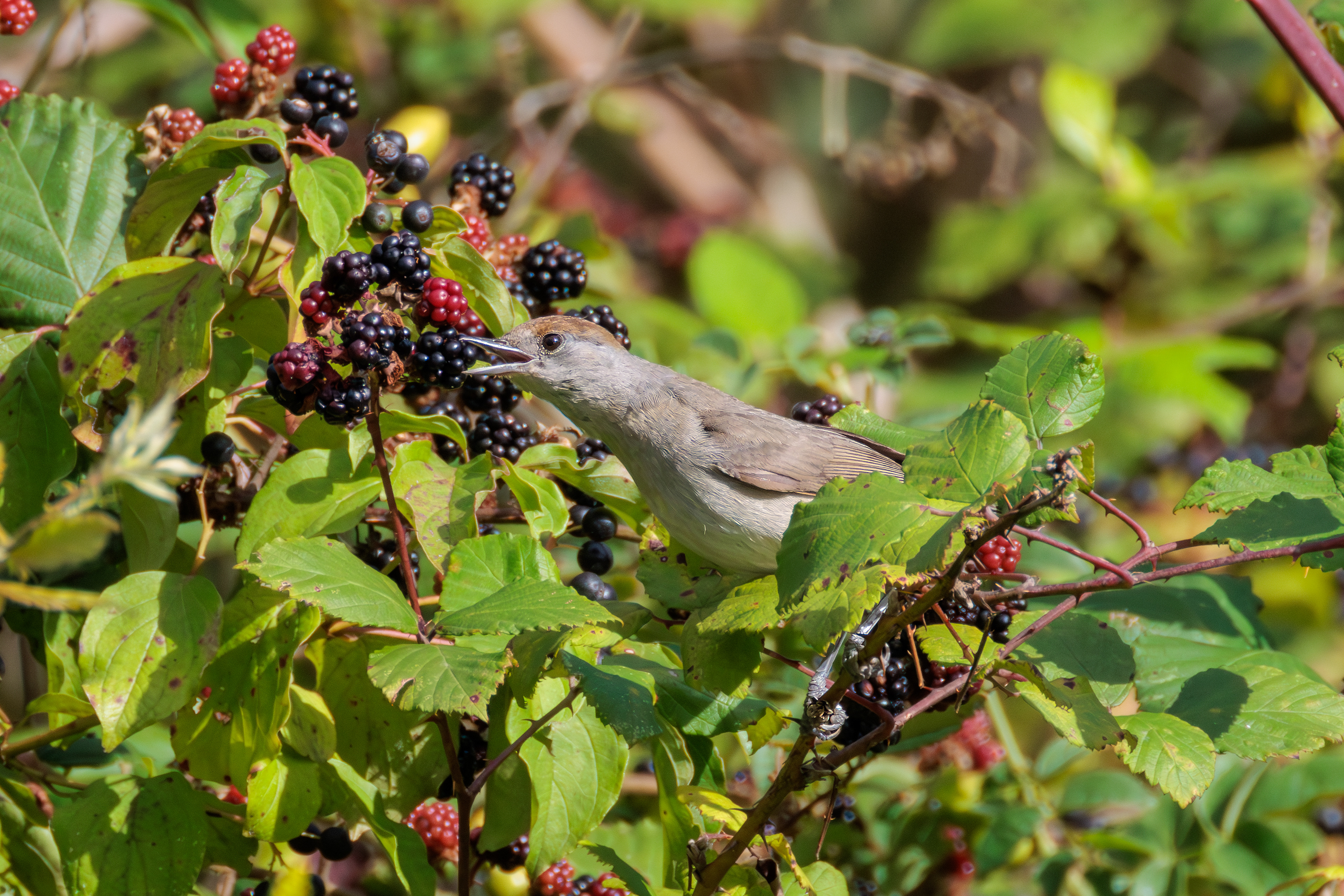 Eurasian blackcap_female
