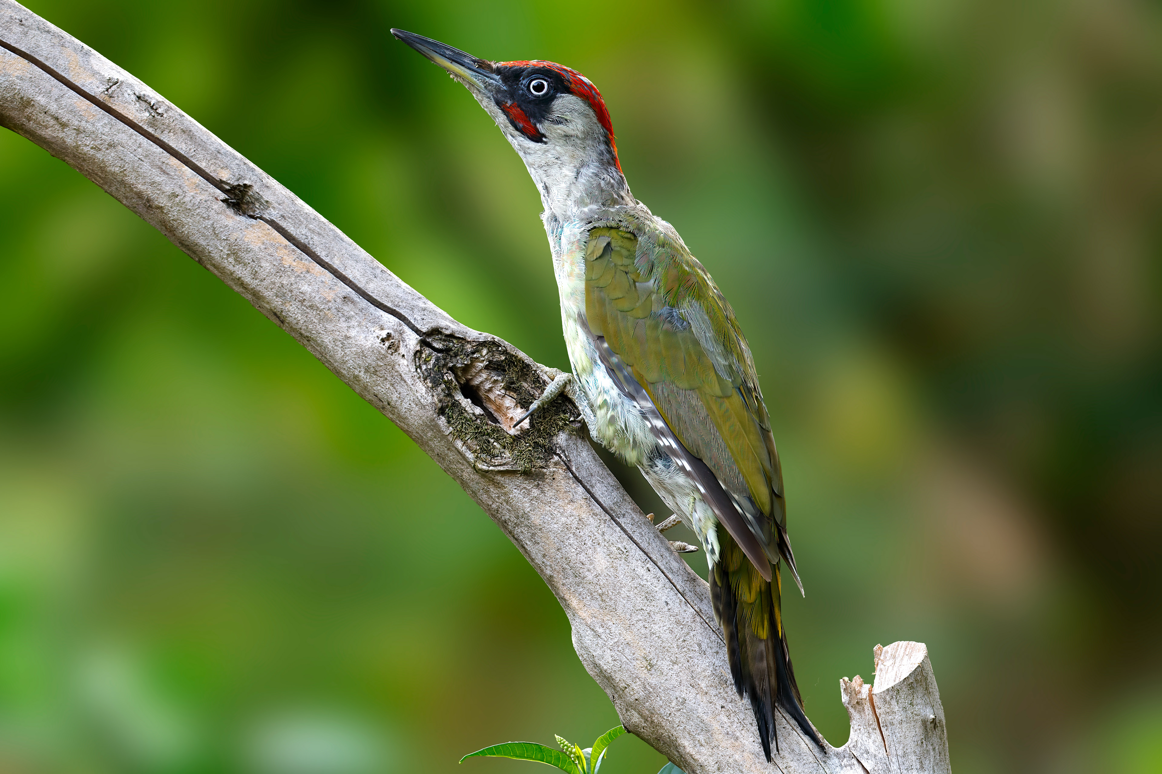 Picchio verde