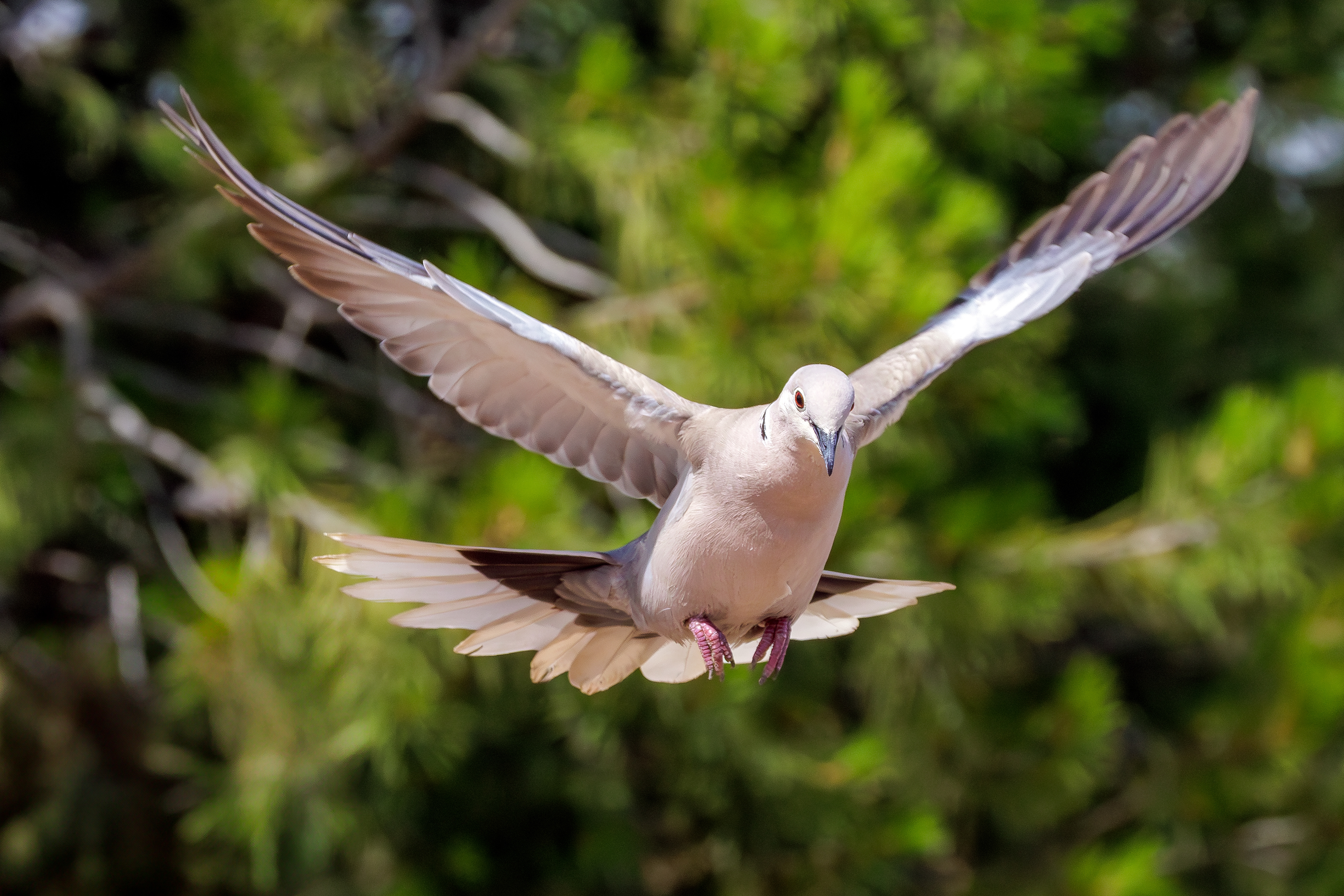 Eurasian collared dove