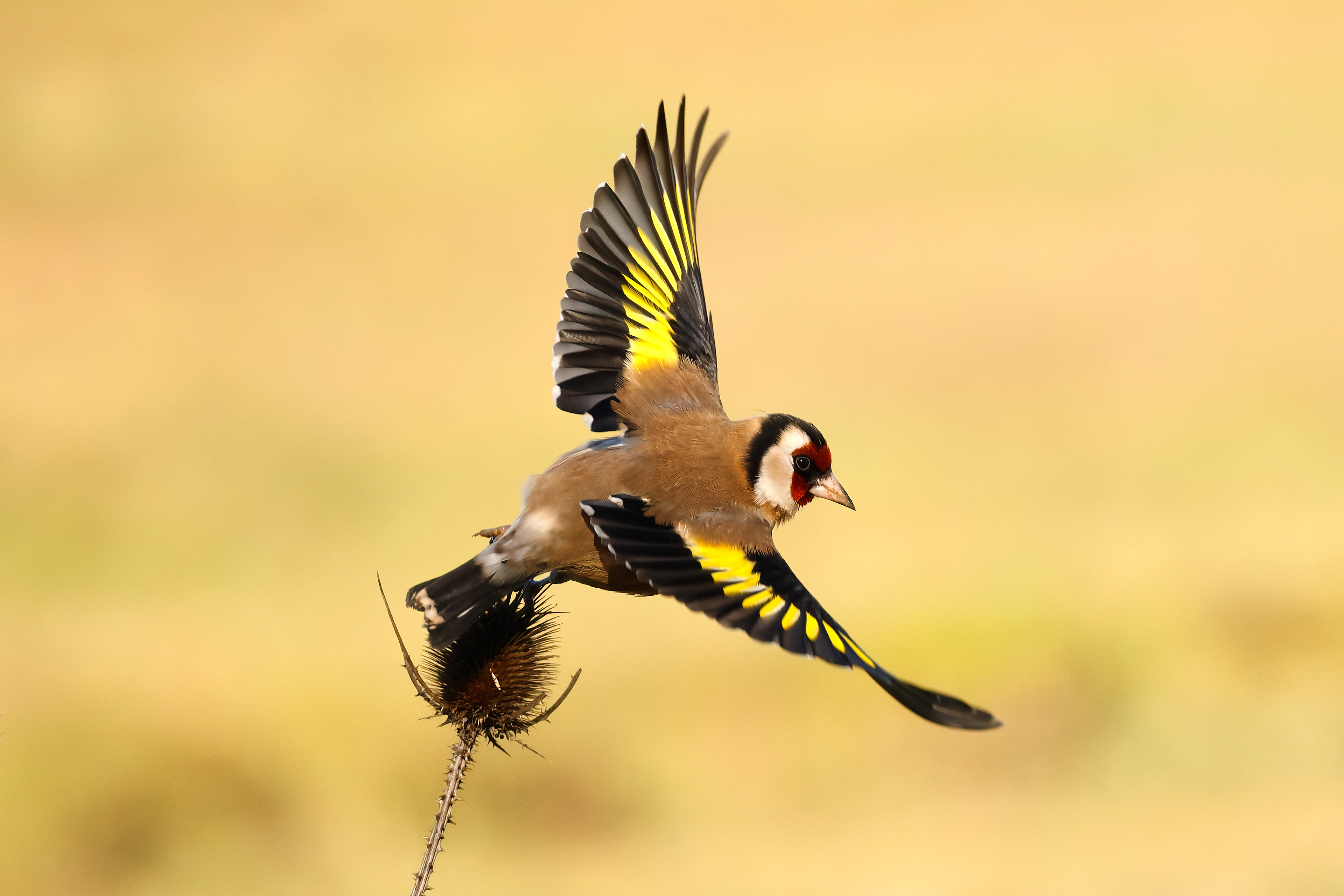 Goldfinch