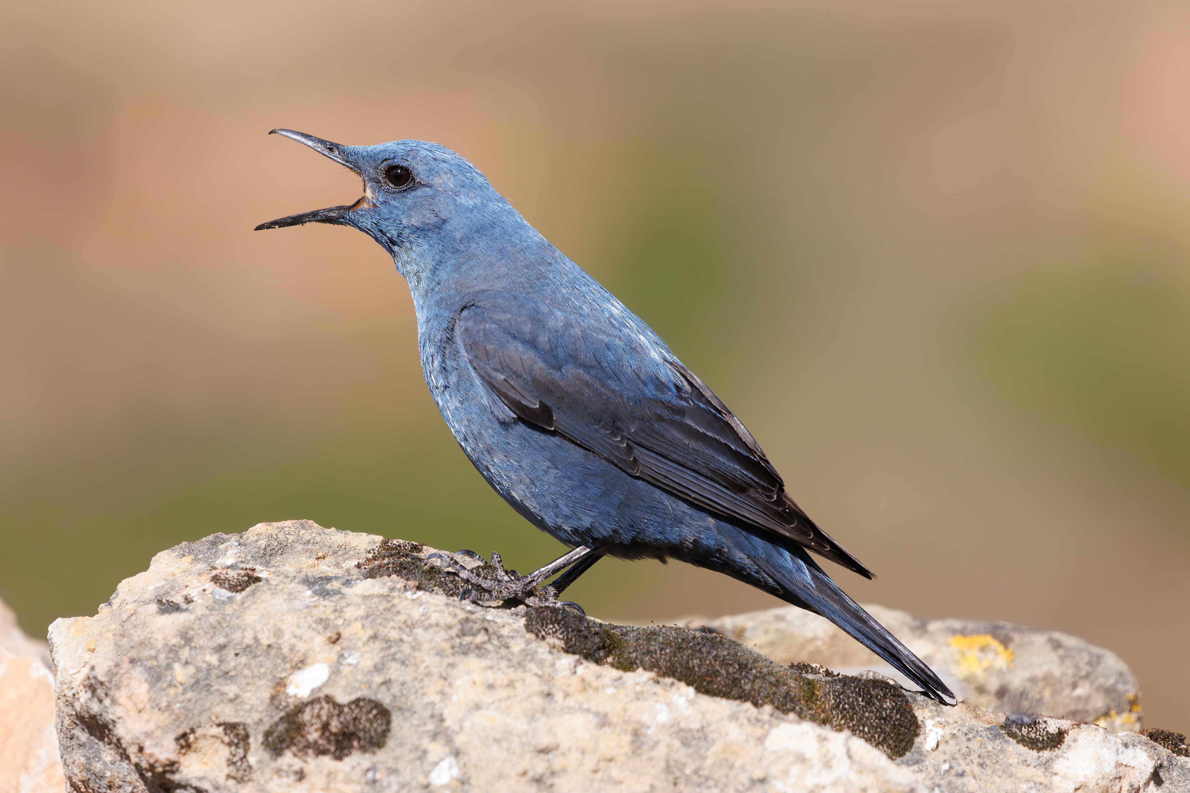 Passero solitario