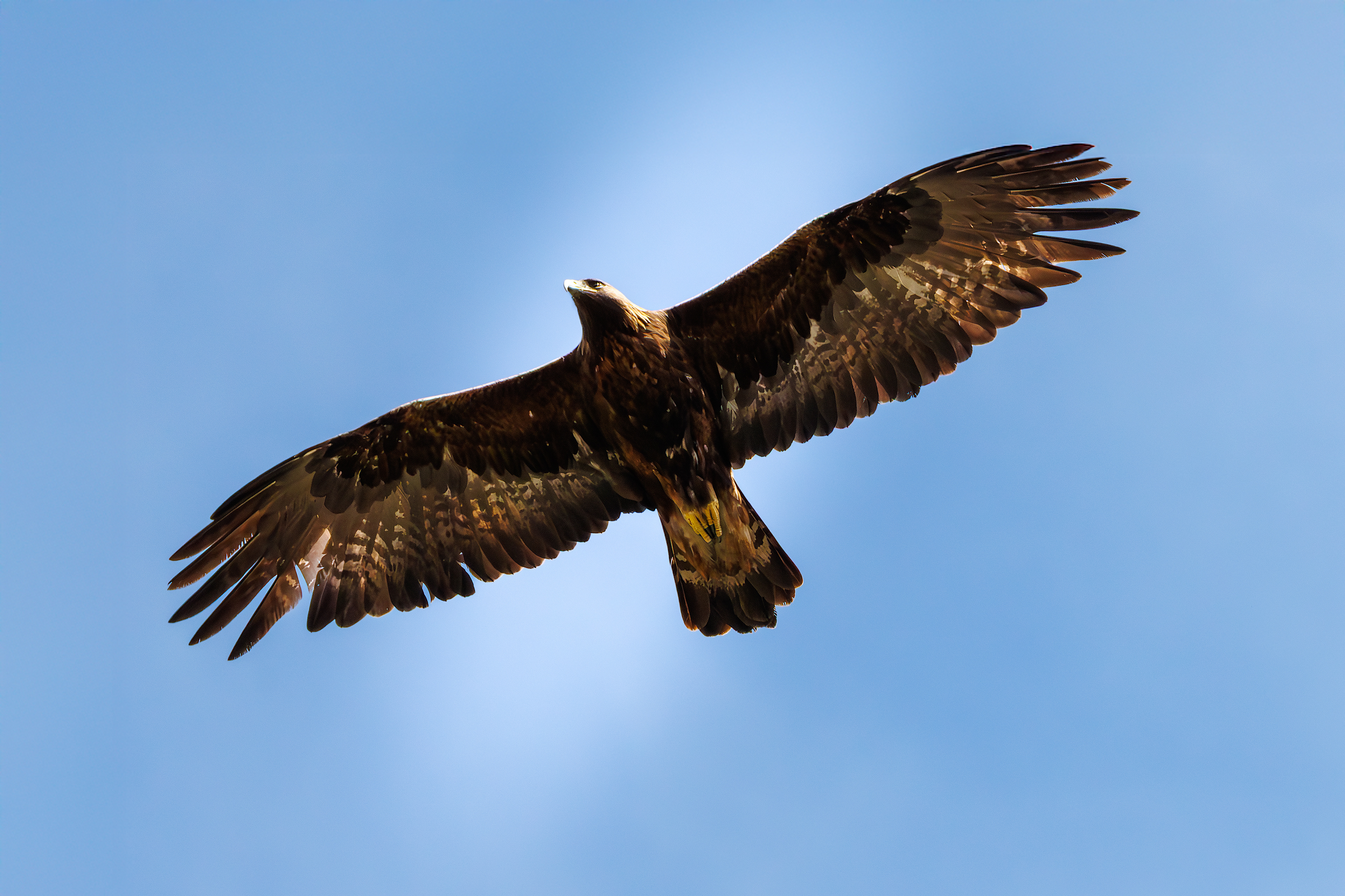 Golden eagle