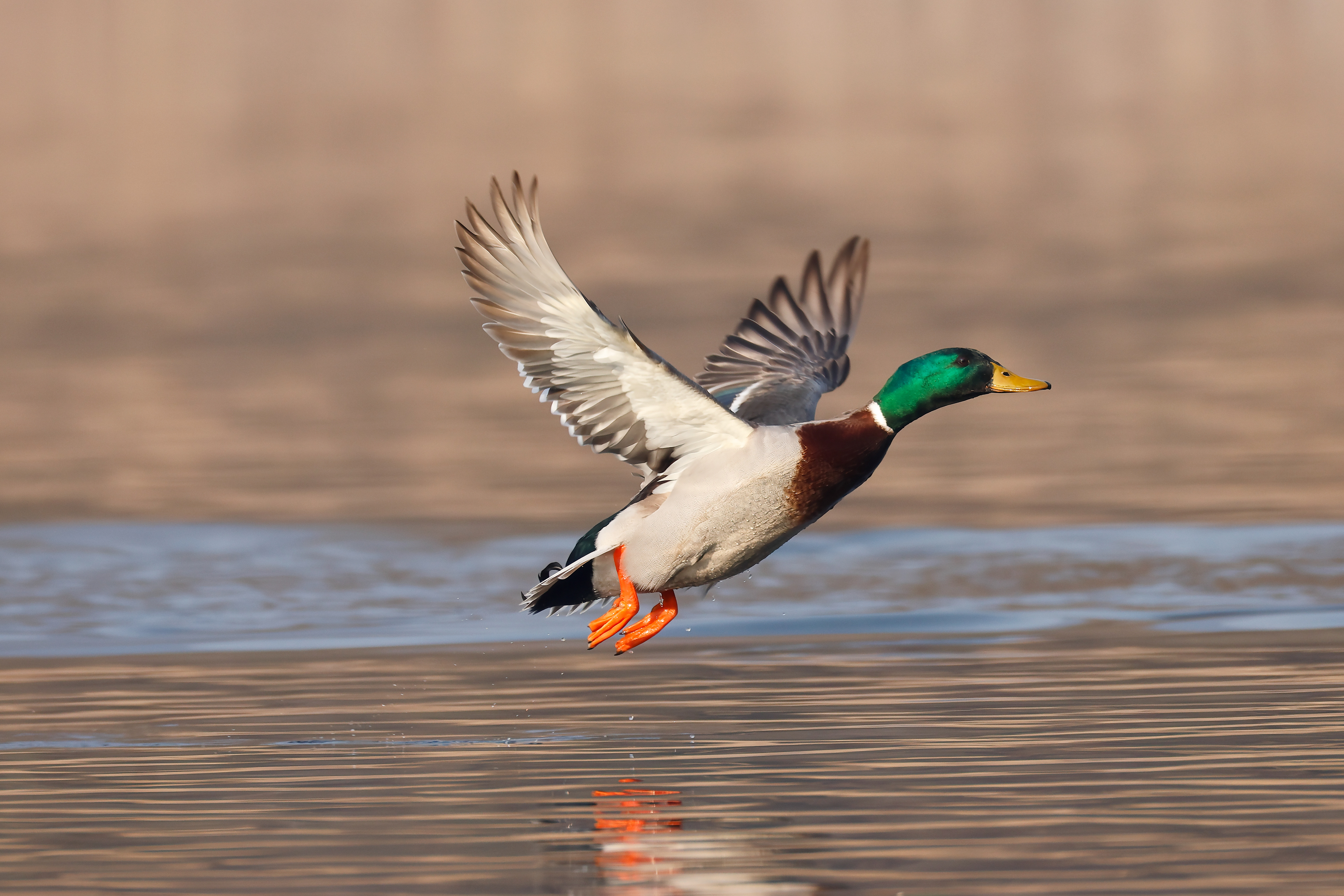 Mallard_male