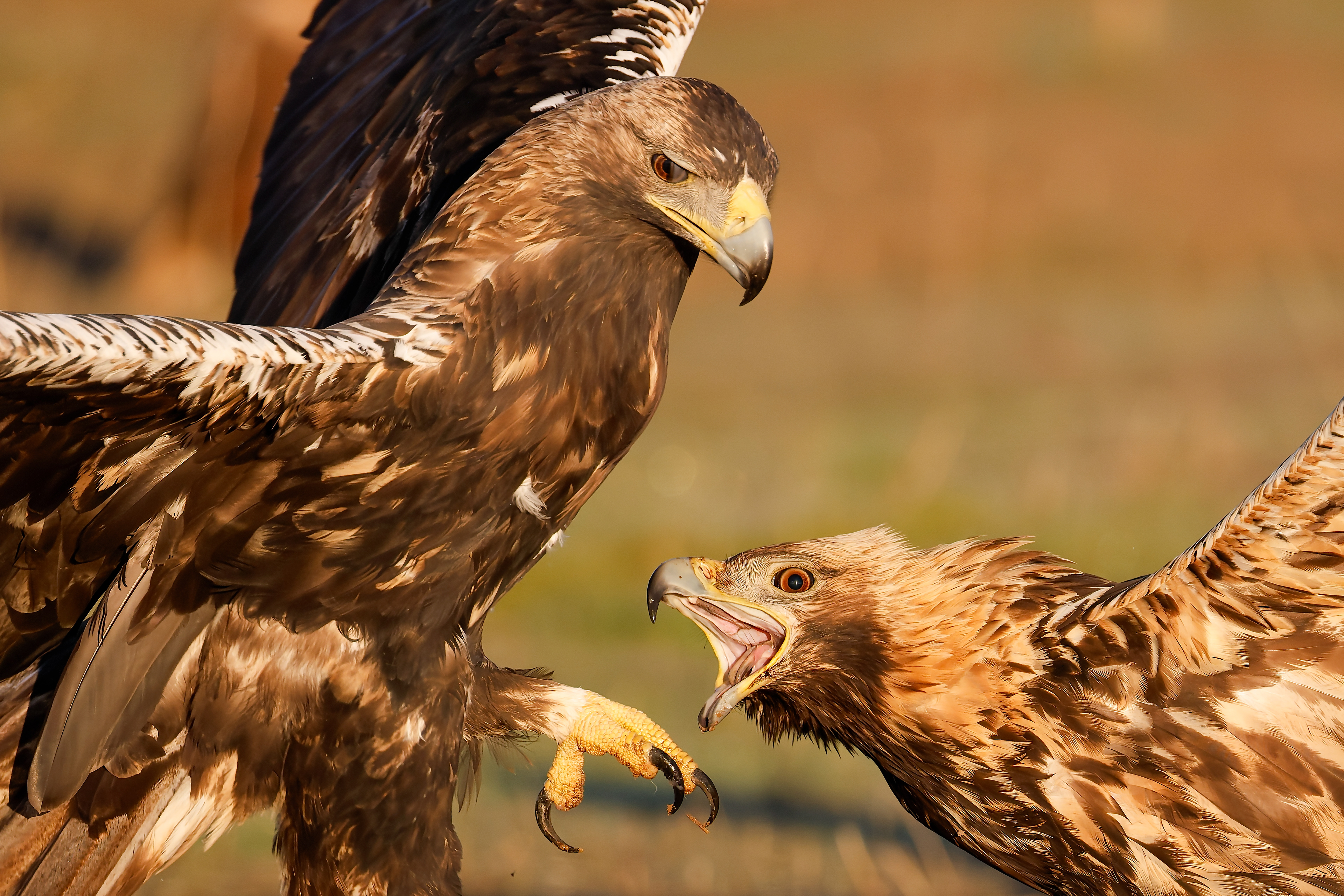 Aquila imperiale - adulta e giovane