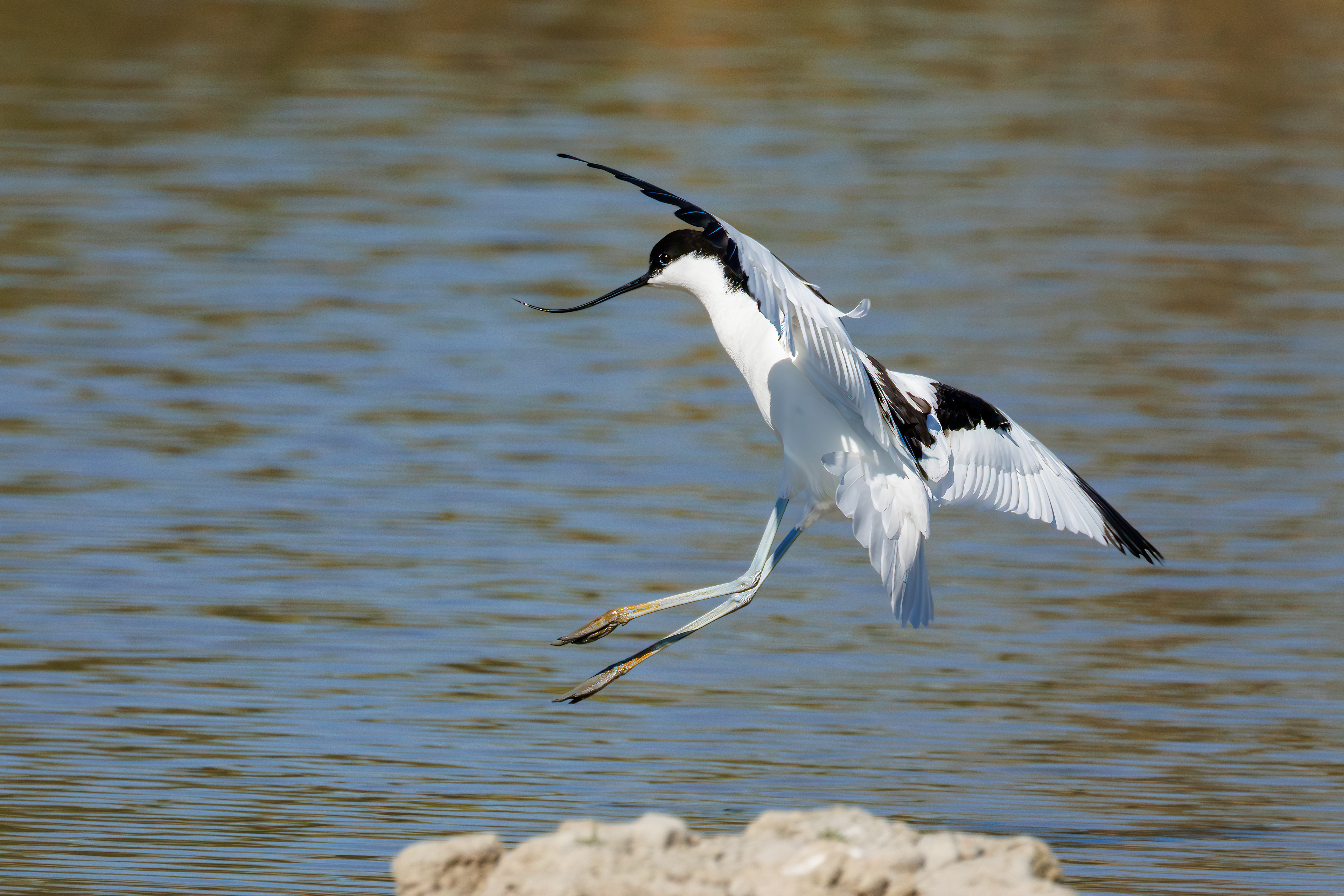 Avocetta