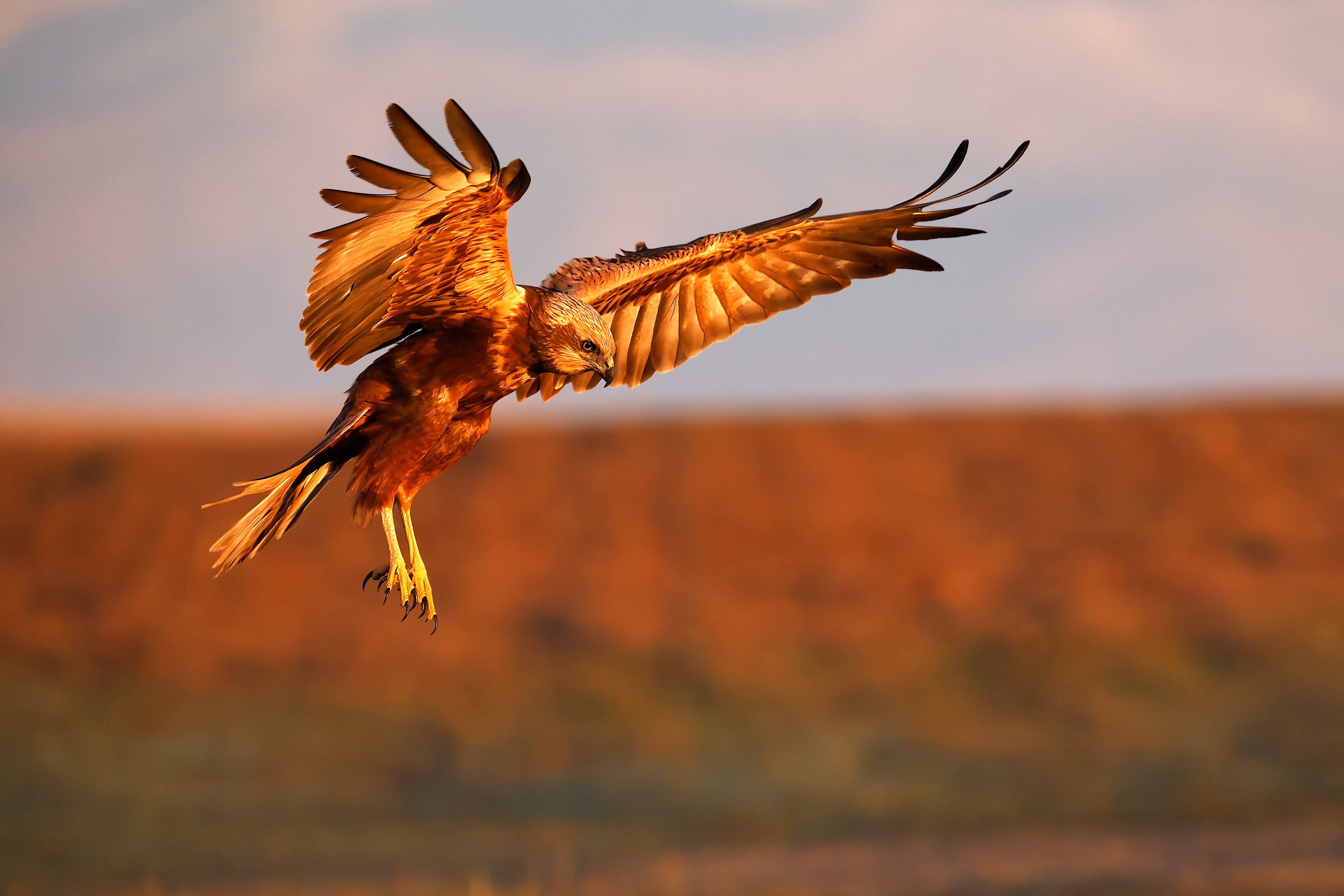 Falco di palude - steppa, approccio al suolo