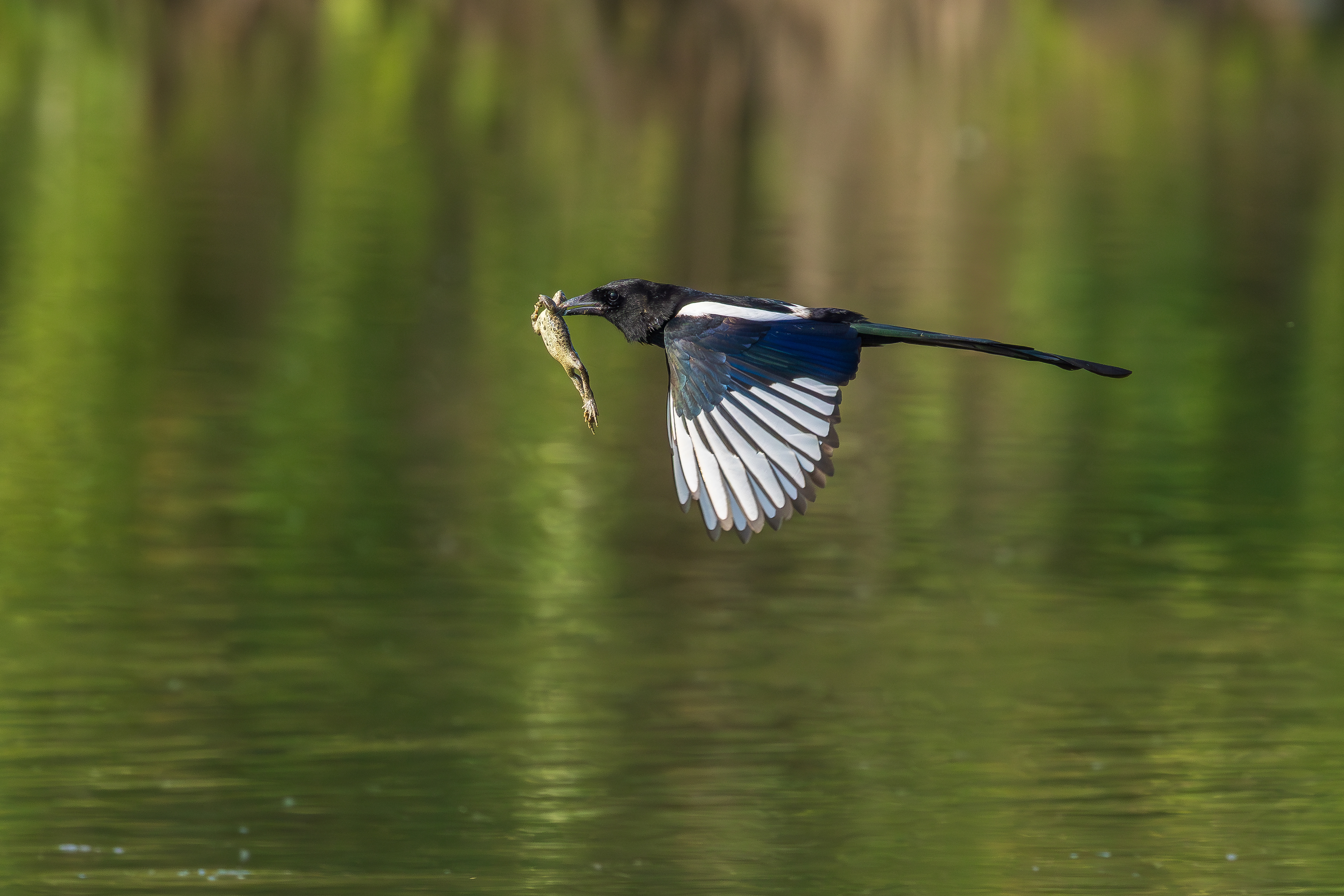 Eurasian magpie