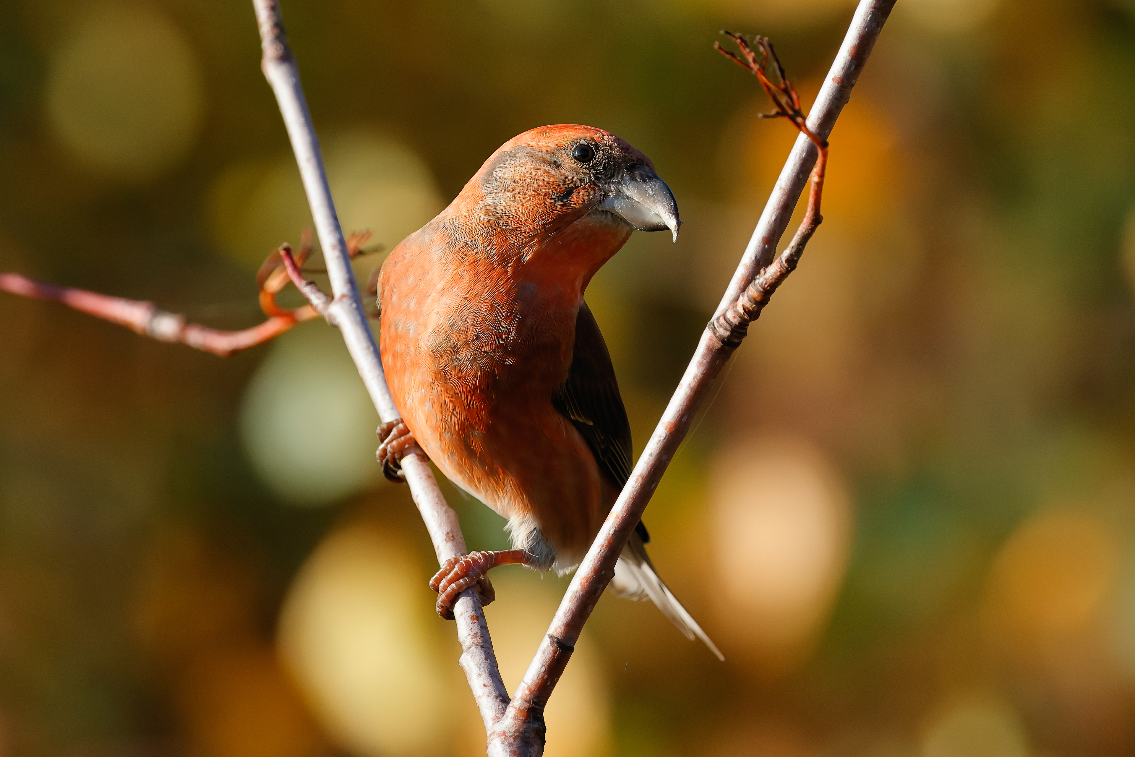 Red crossbill