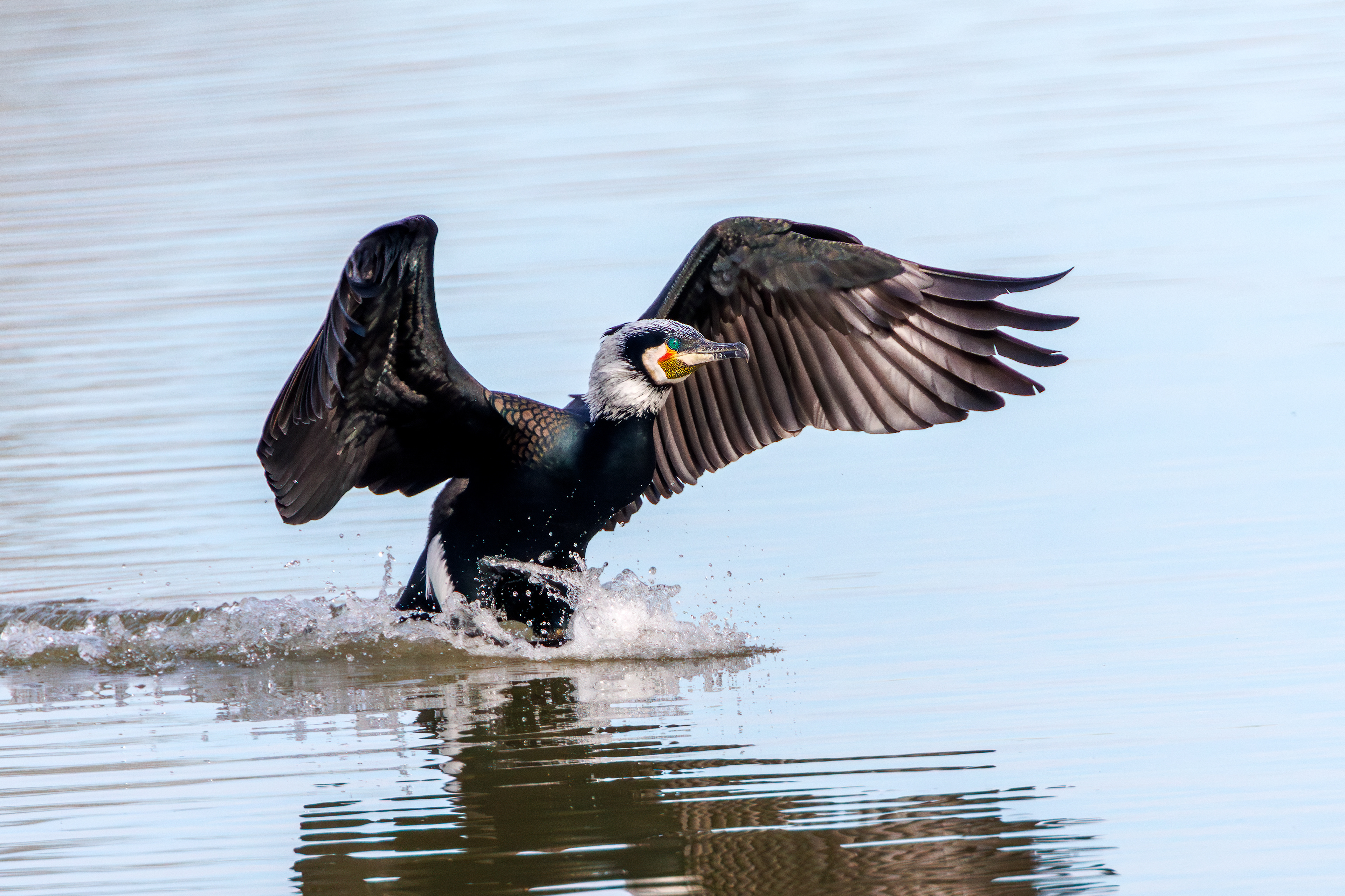 Cormorant