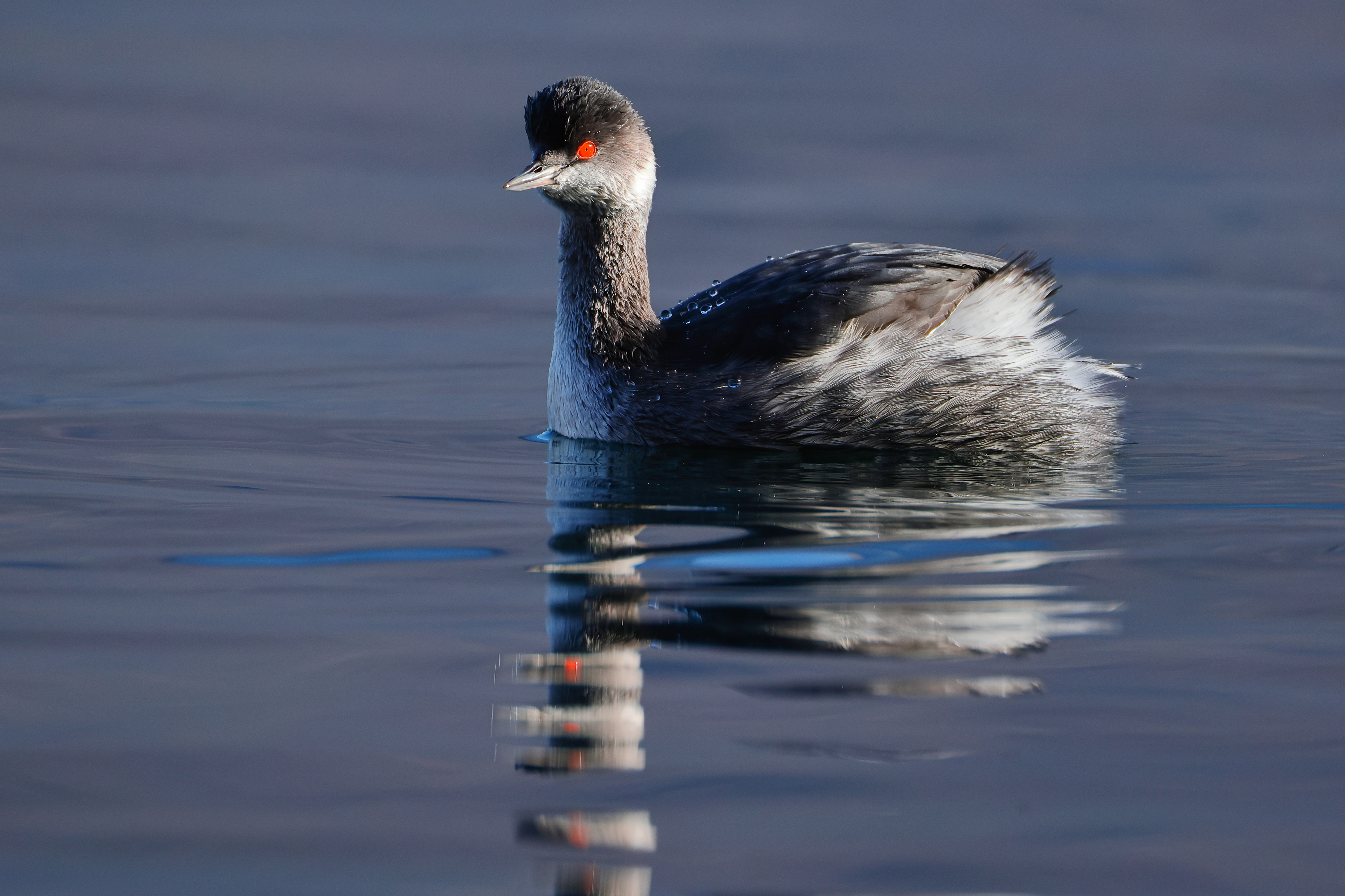 Black-necked grebe