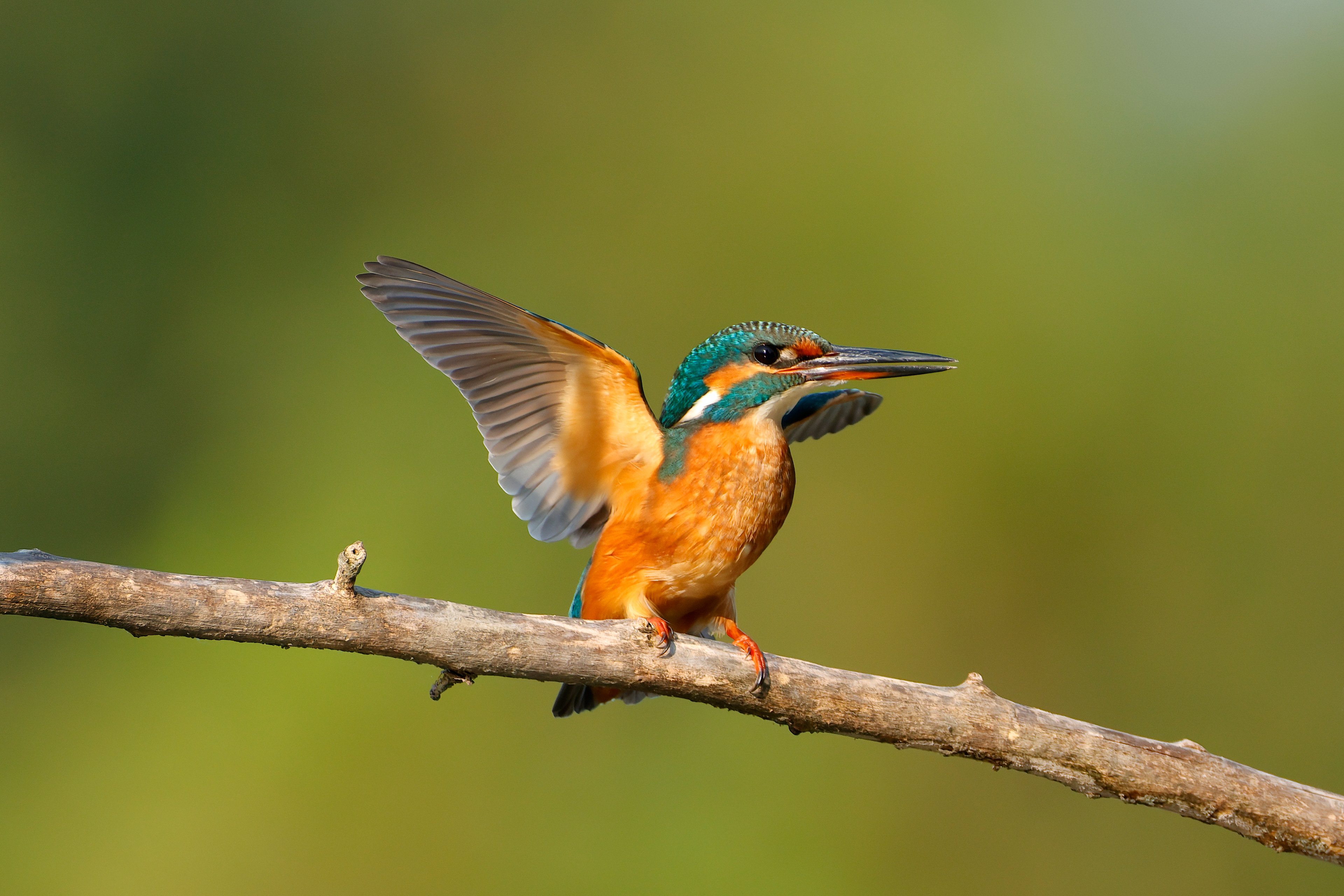 Common European kingfisher