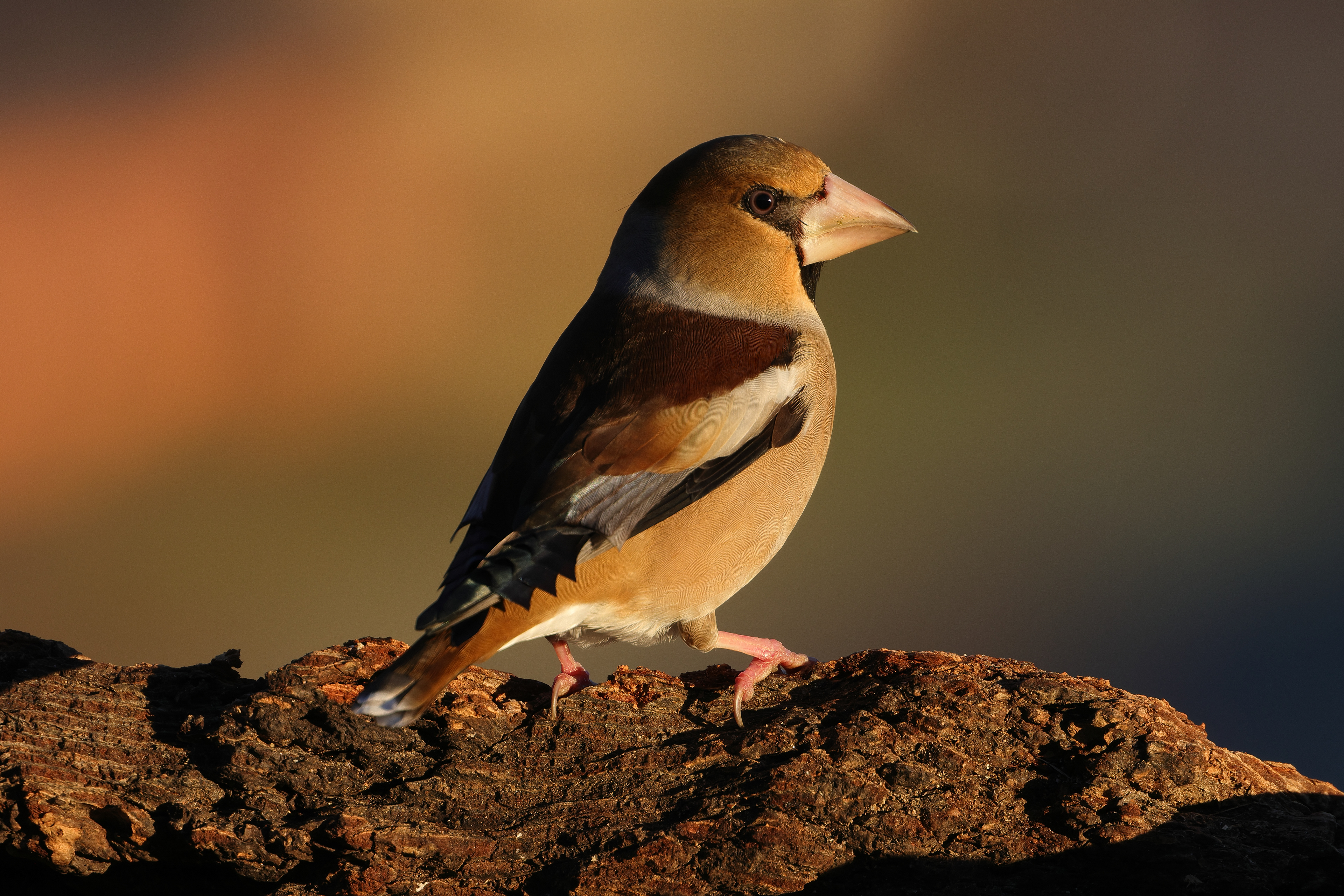 Hawfinch