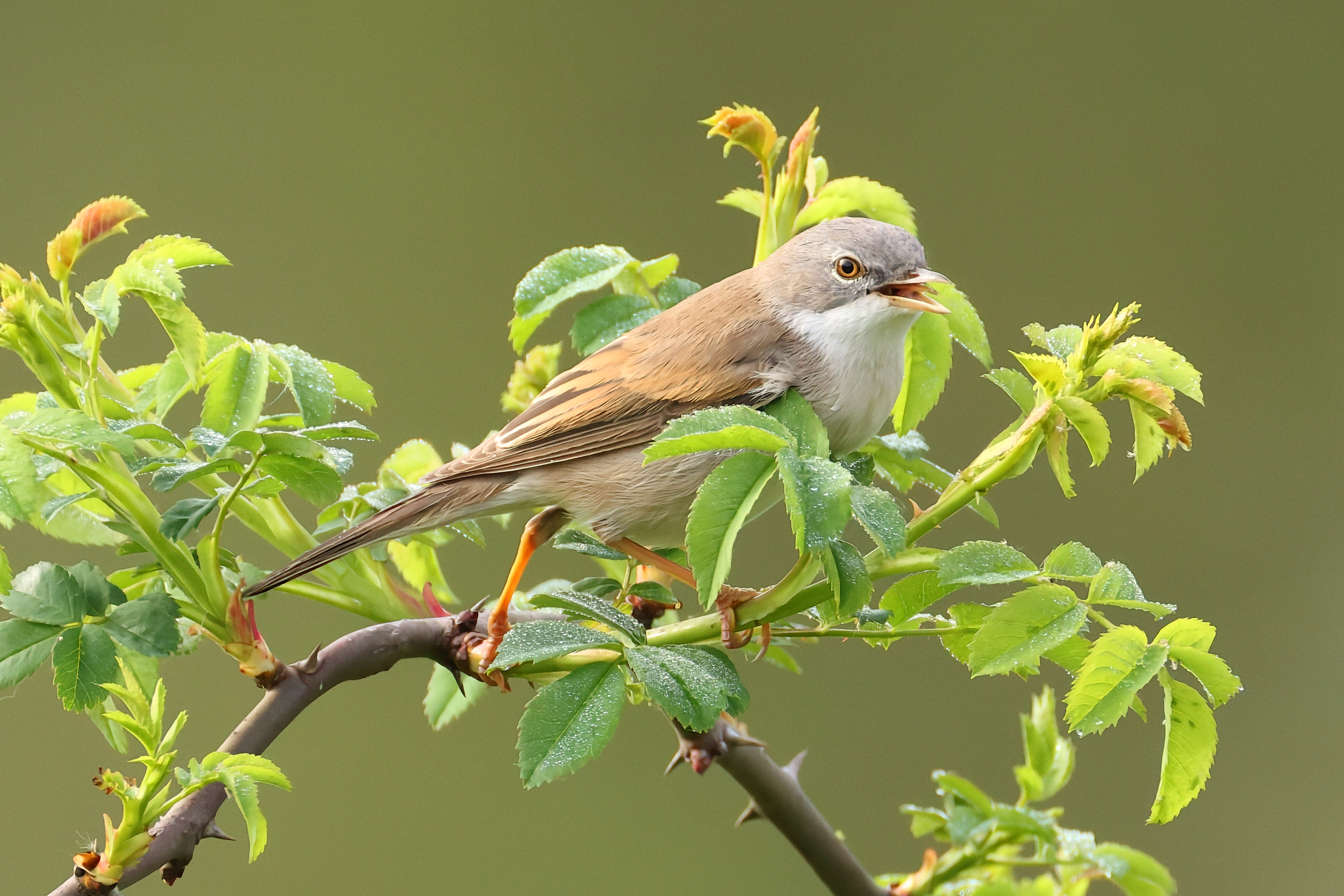 Common whitethroat