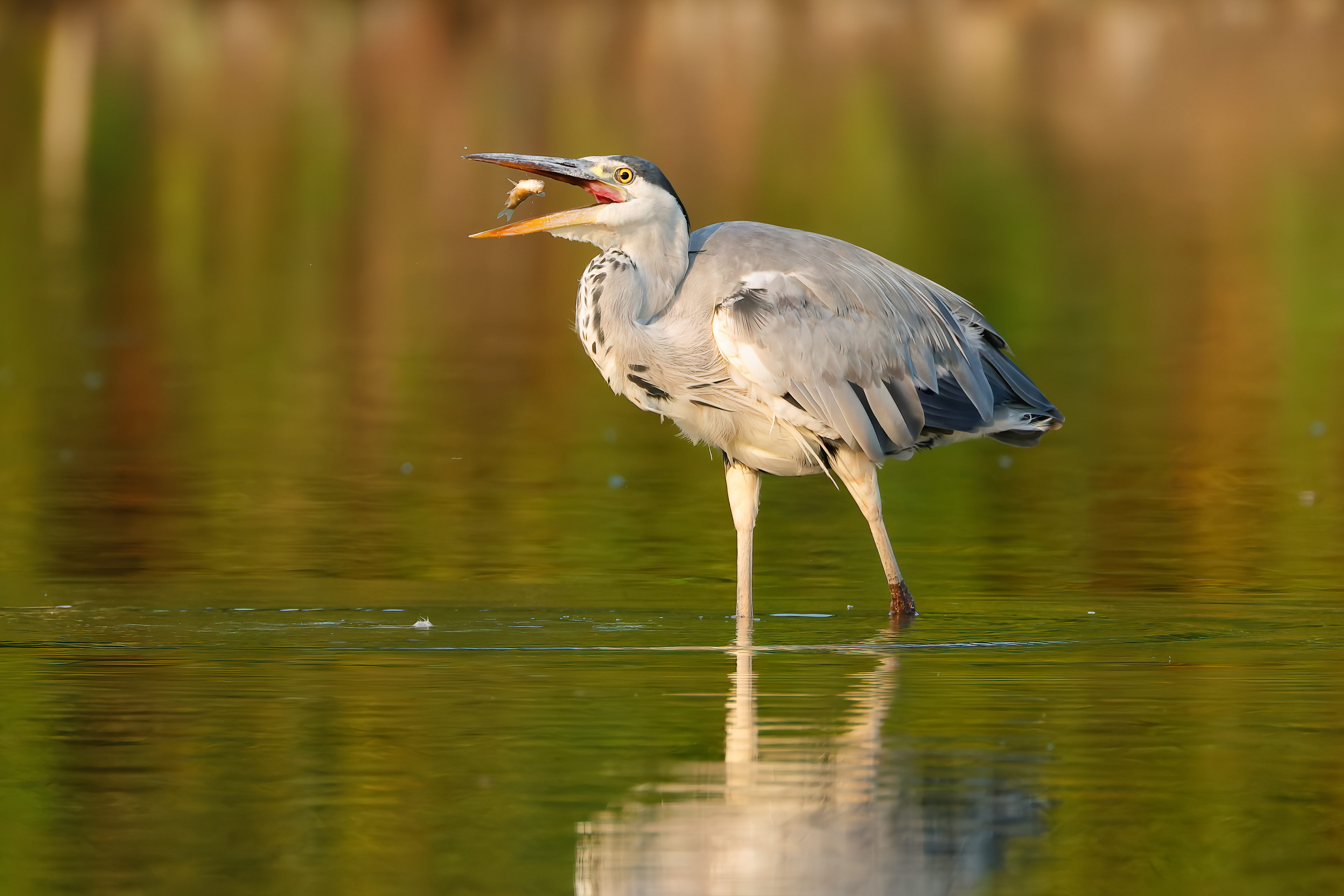 Grey heron