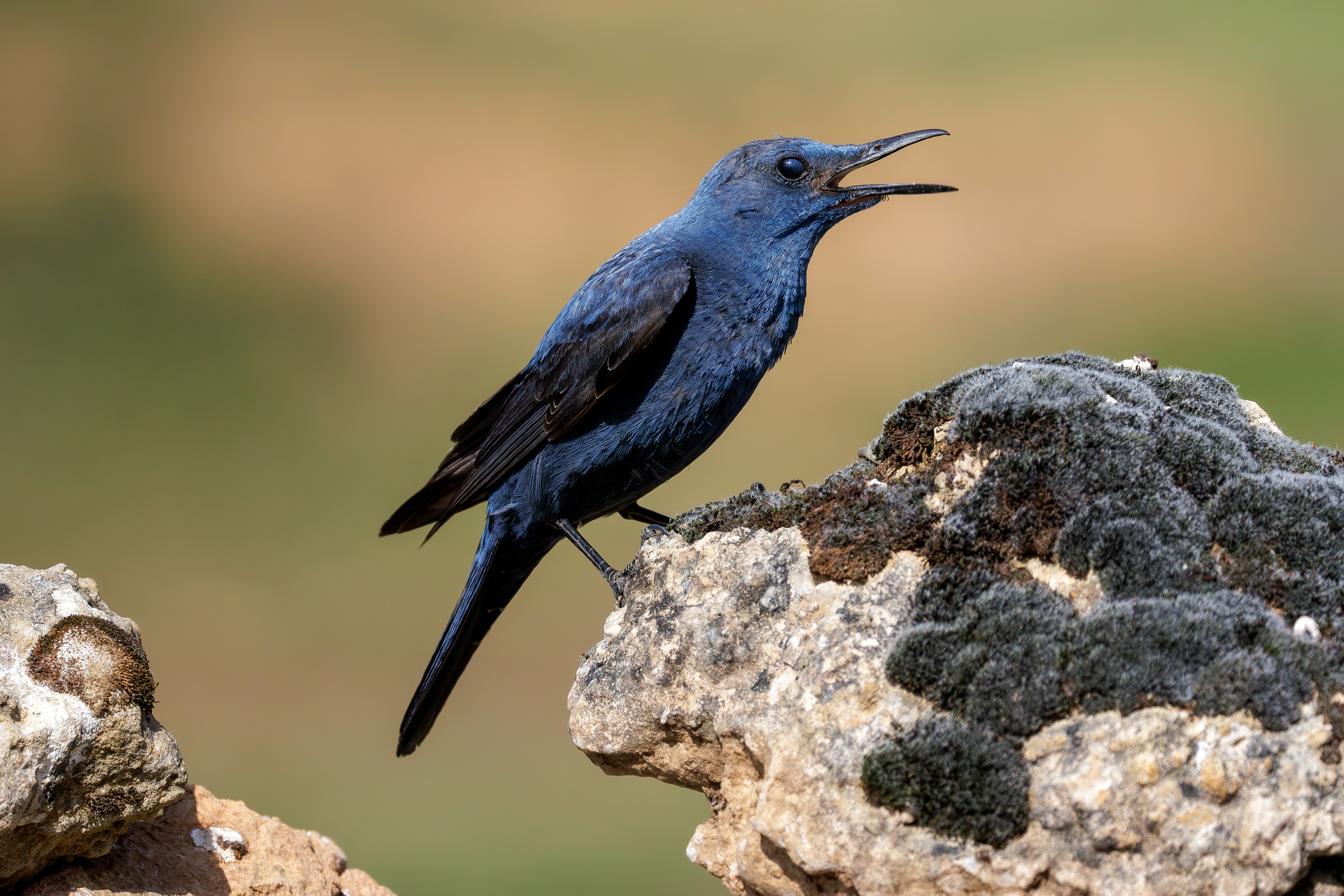 Blue rock thrush_male