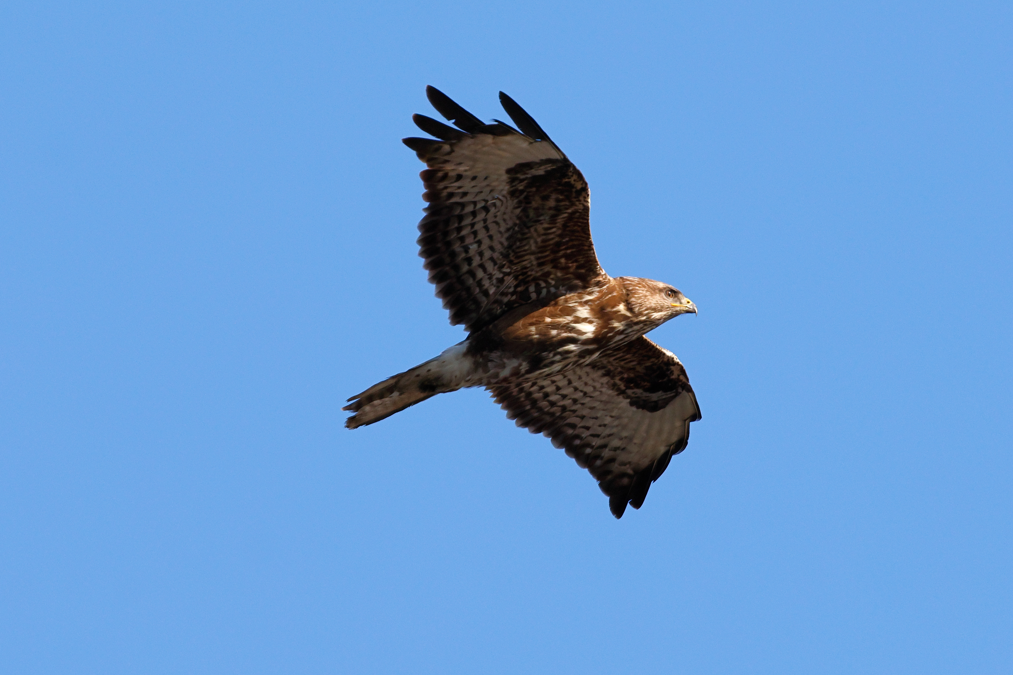 Common buzzard