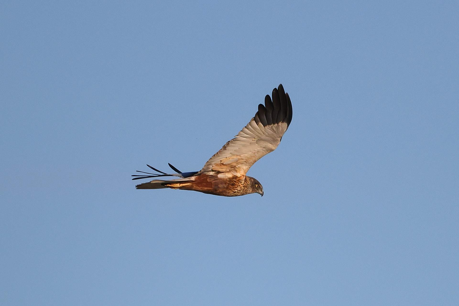 Marsh harrier