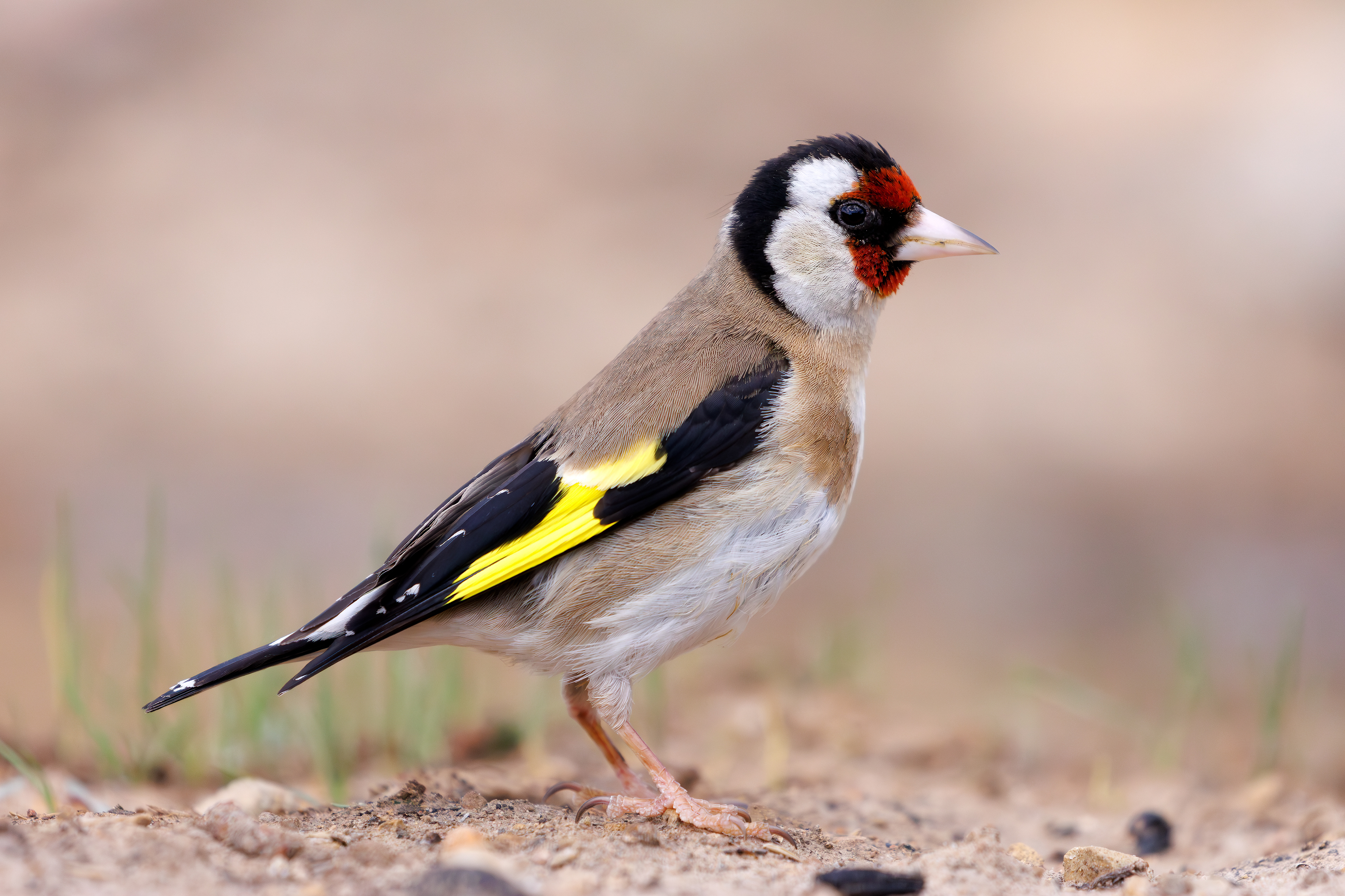 Cardellino