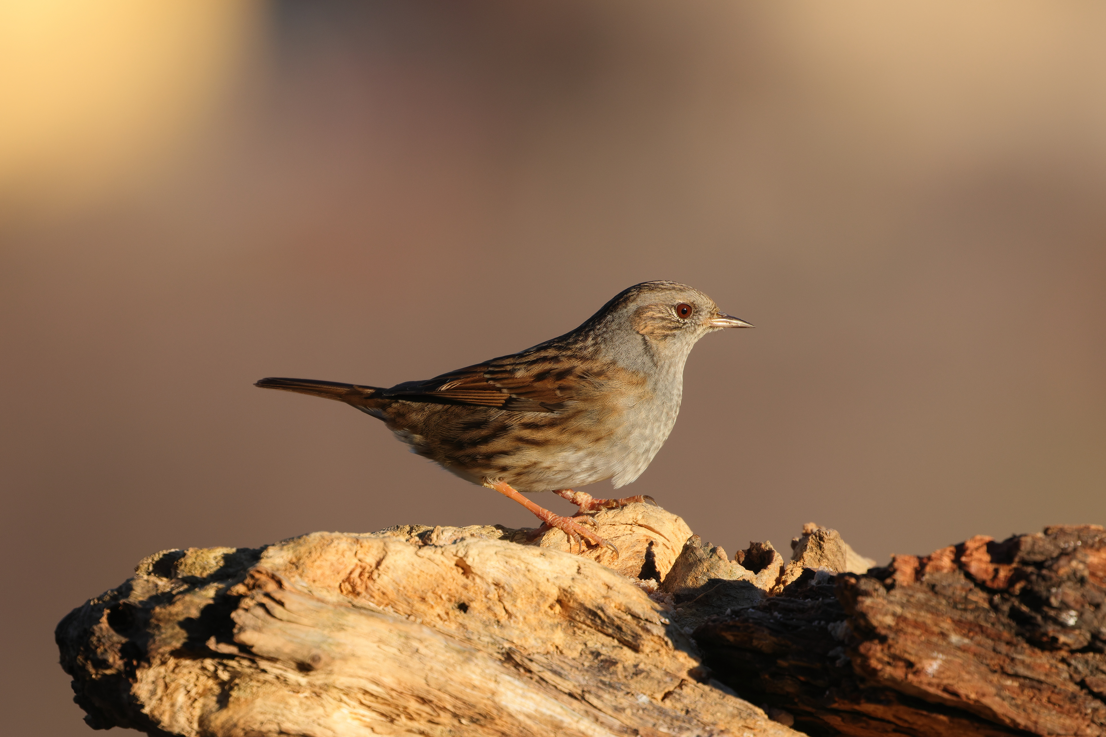 Dunnock