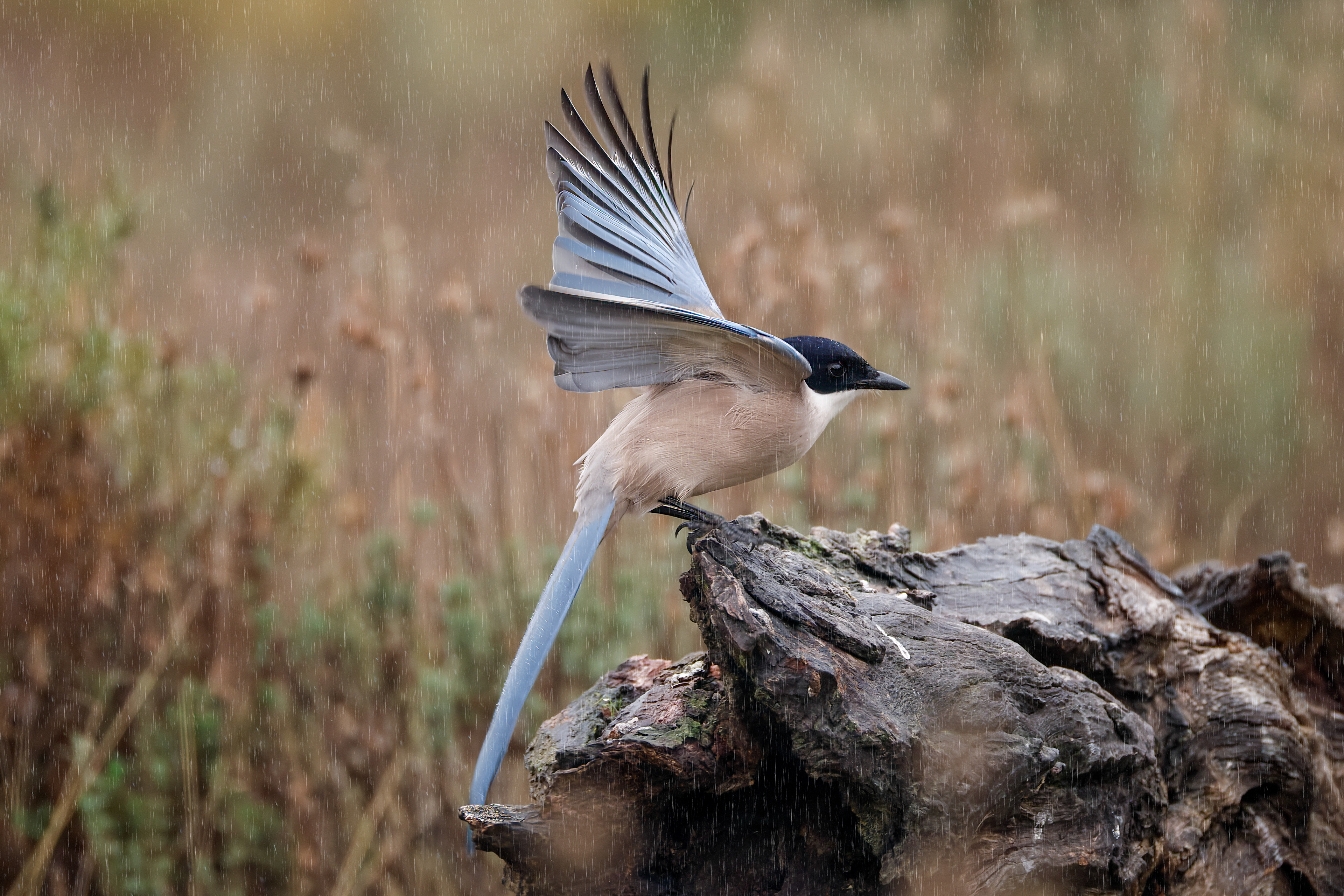 Gazza dalle ali azzurre - bosco, pioggia