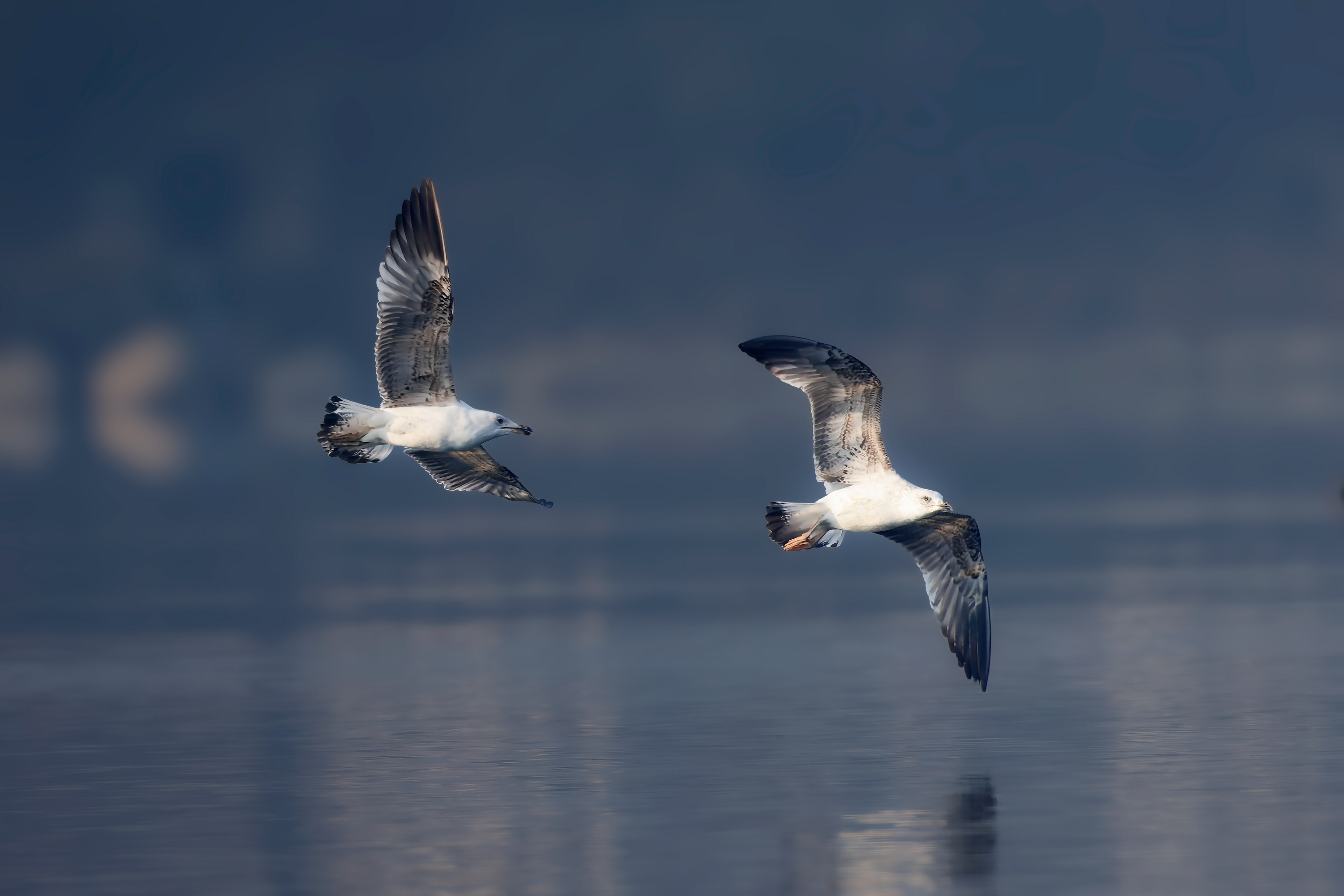 European herring gull