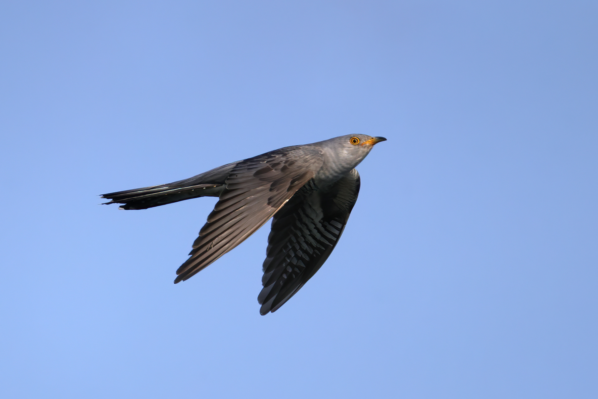 Common cuckoo
