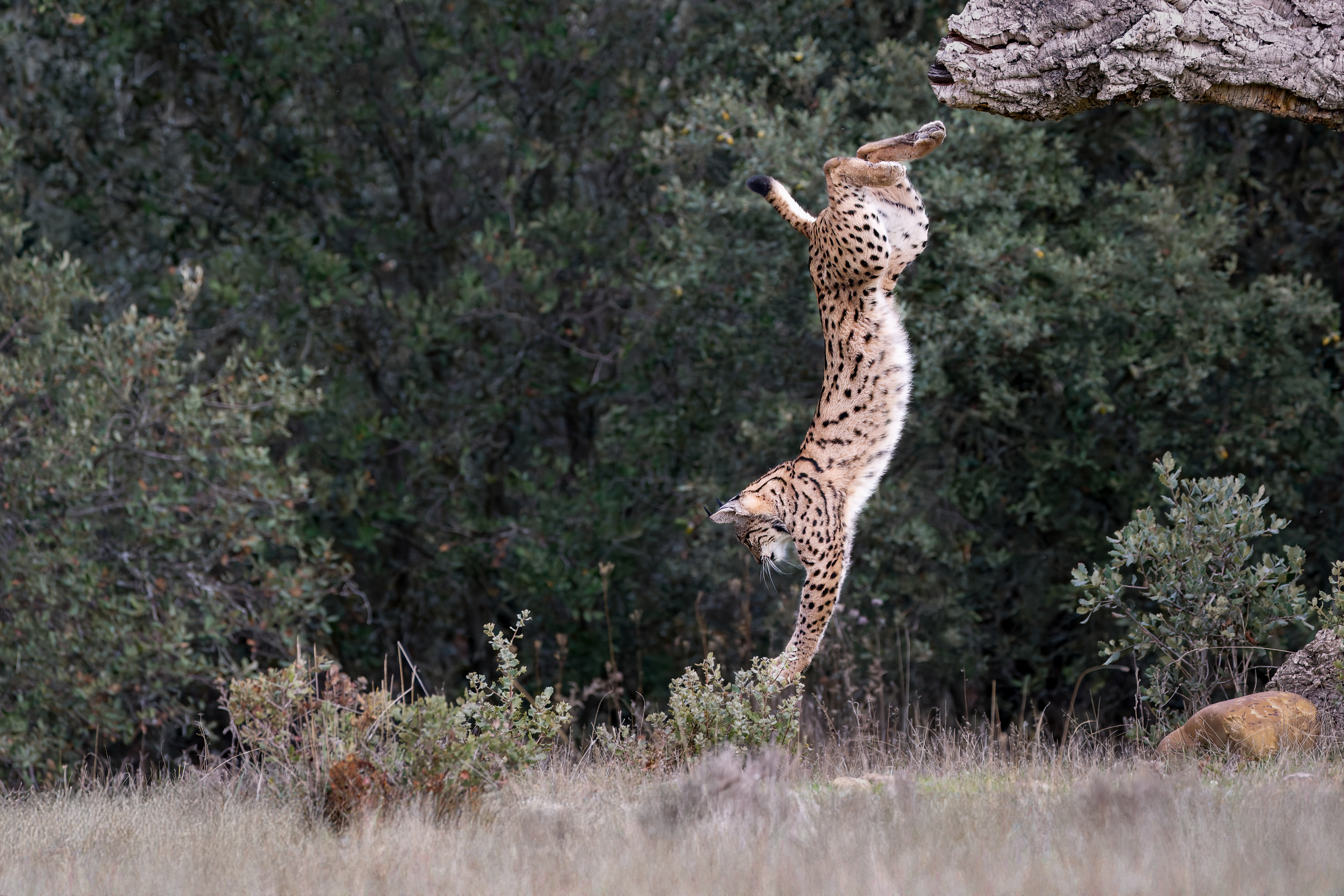 Lince iberica giovane - salto