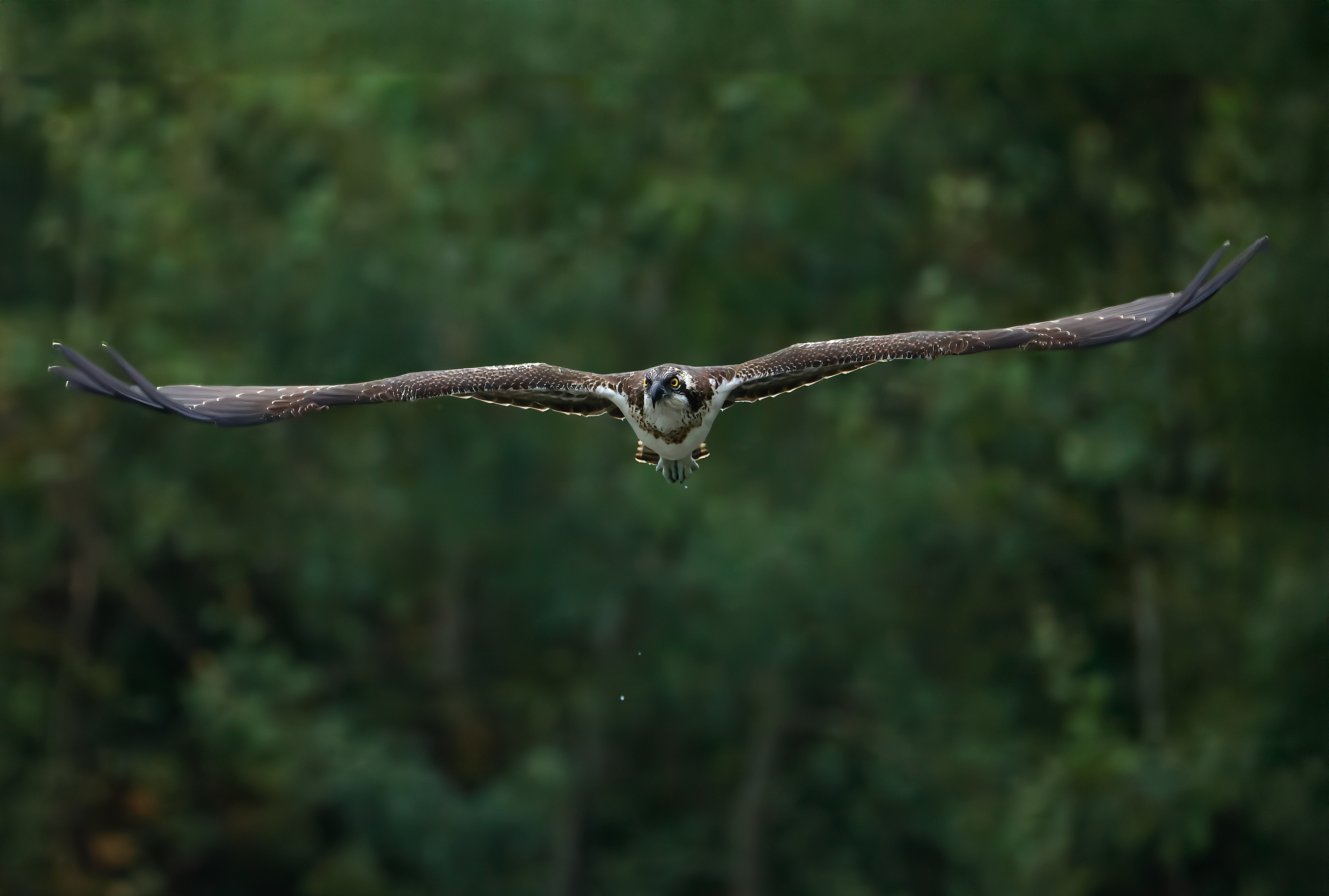 Foresta_4