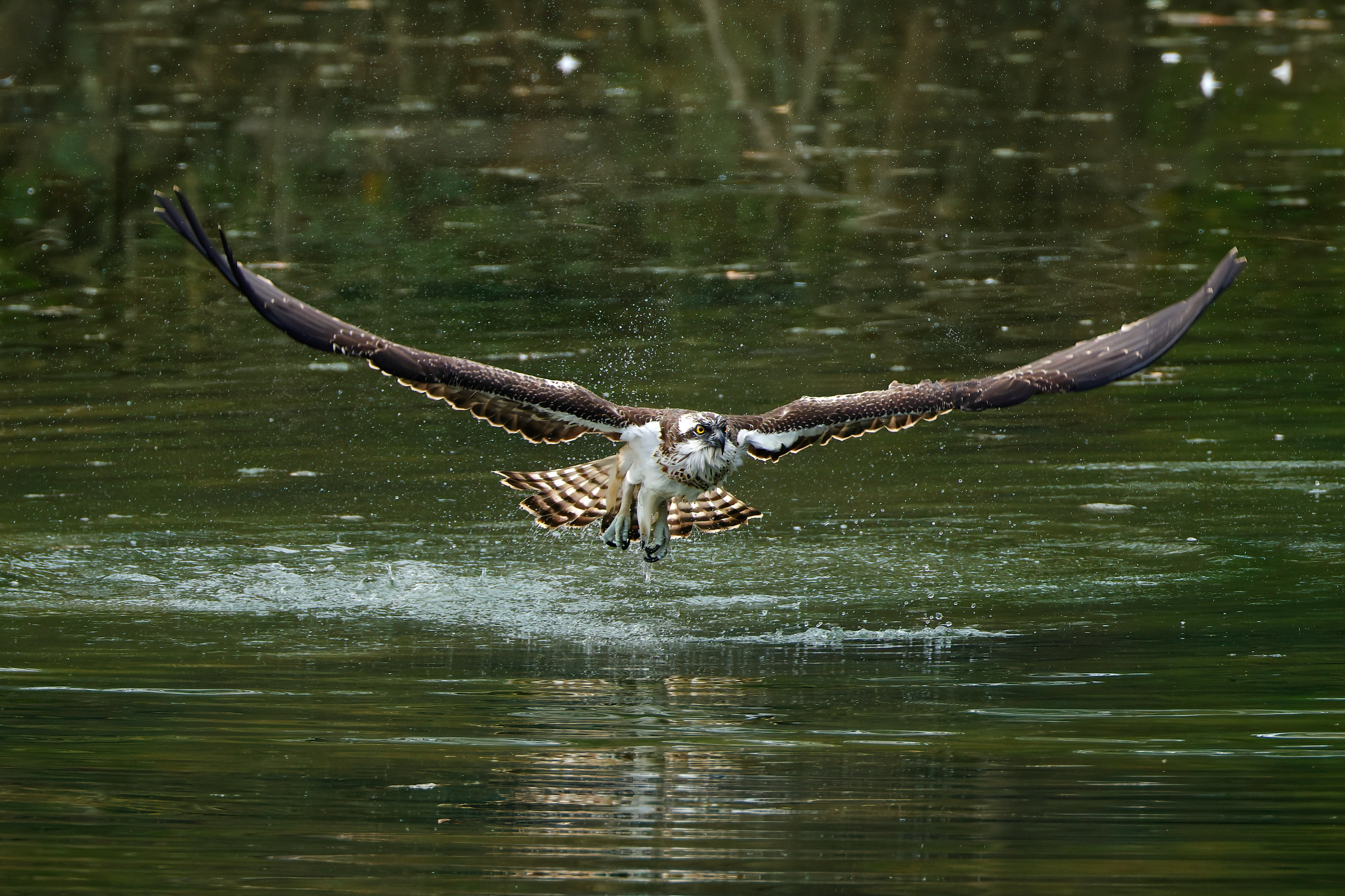 Fondo lago_7
