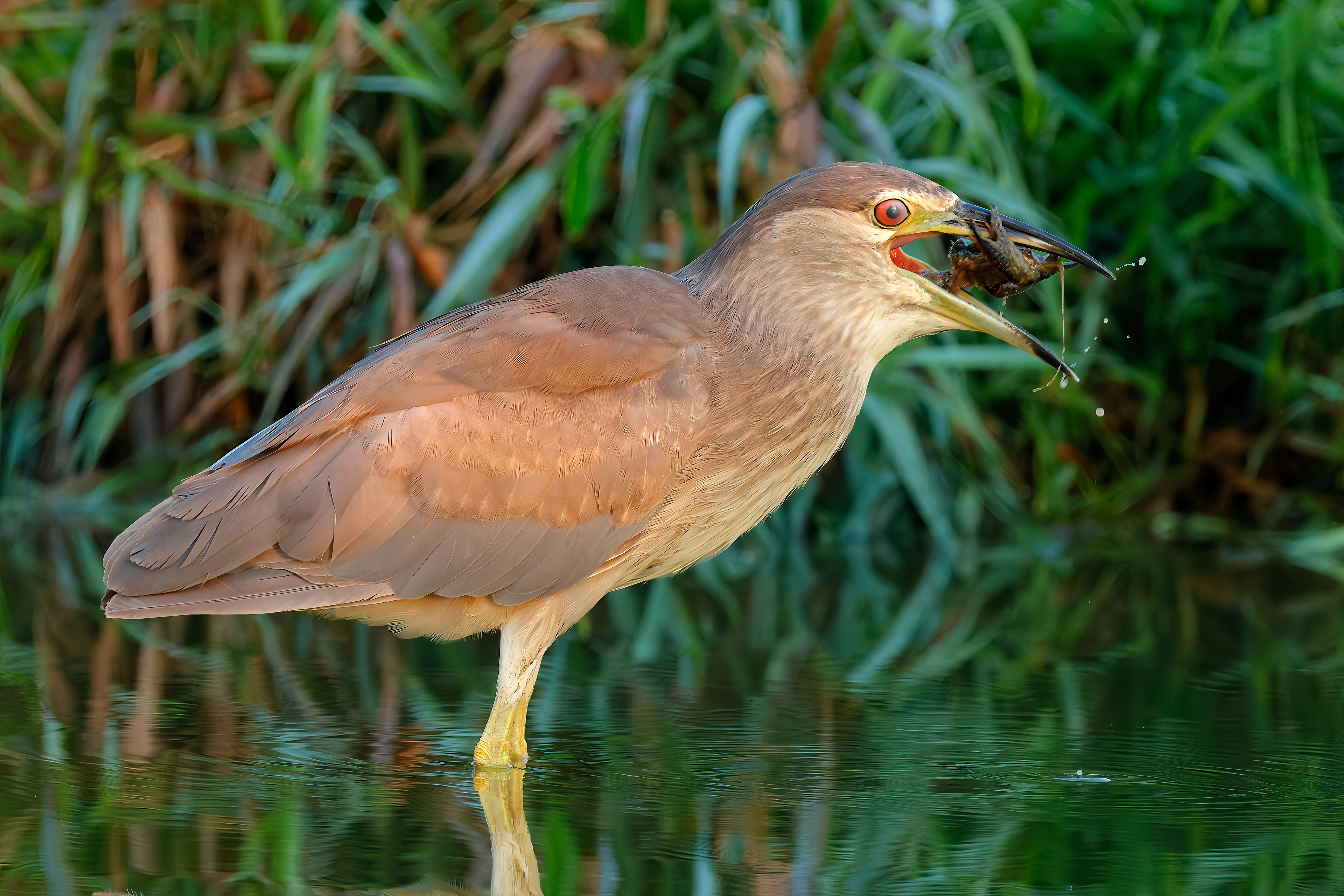 Night heron_young