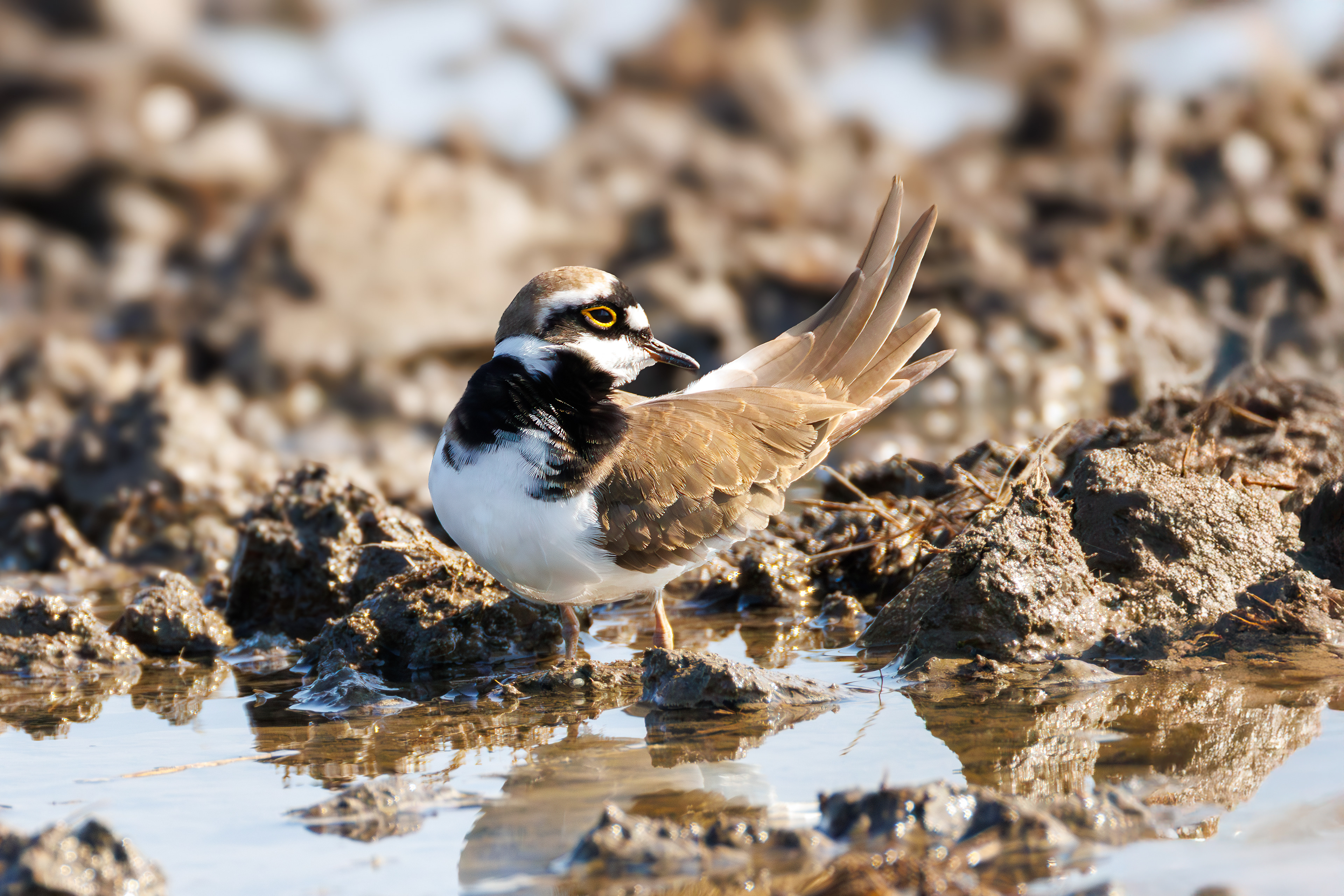 Little ringed plover