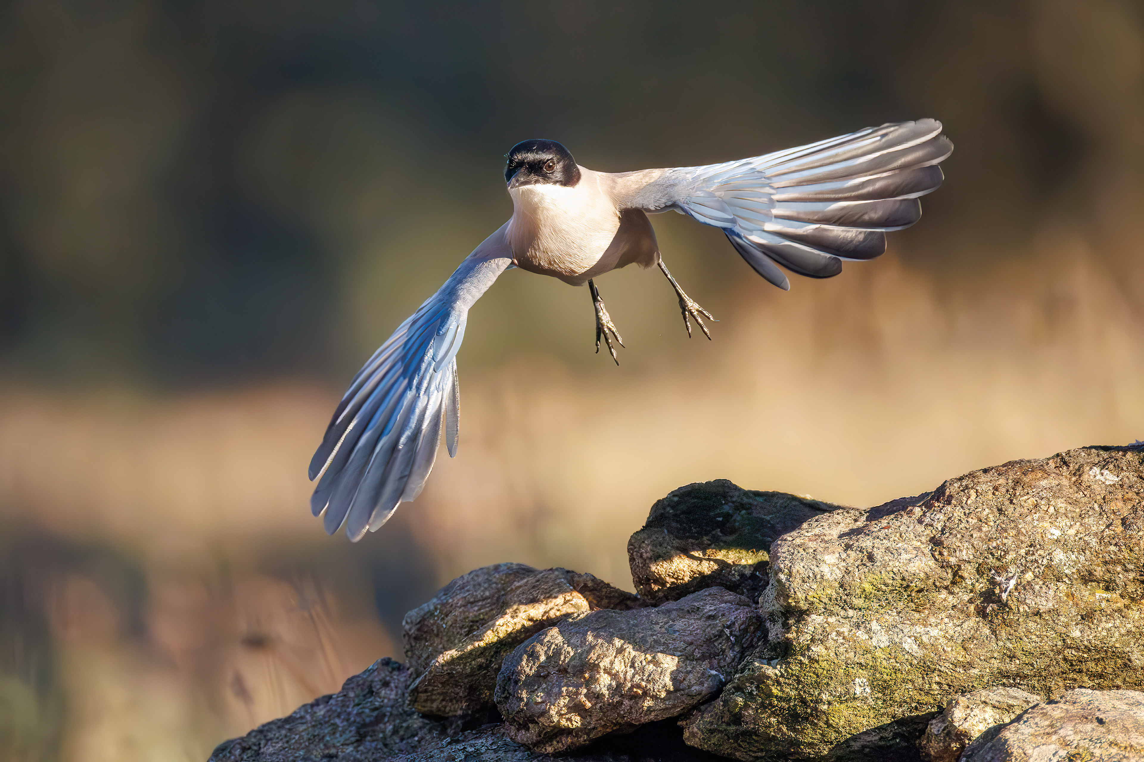 Gazza dalle ali azzurre - bosco, decollo