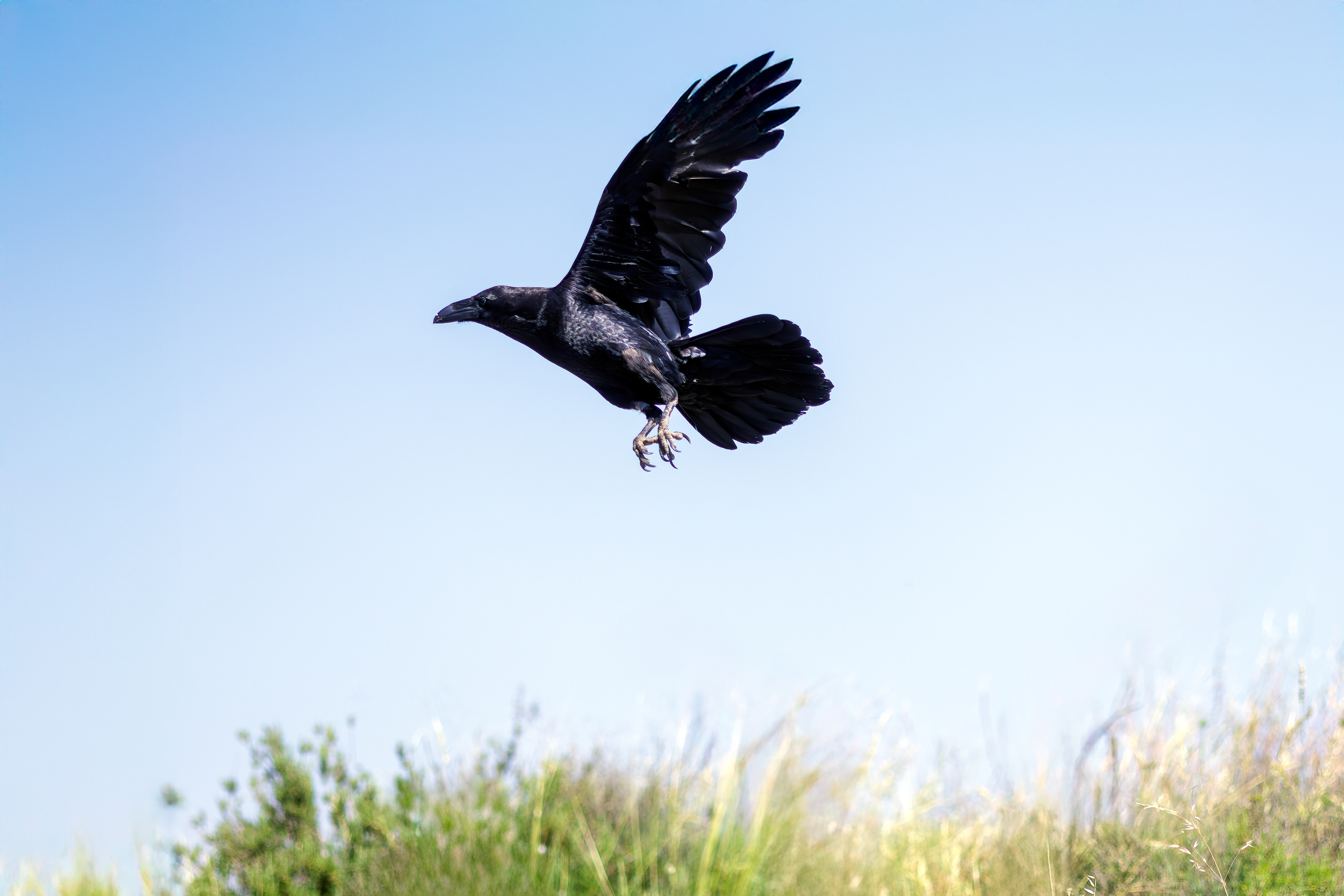 Common raven