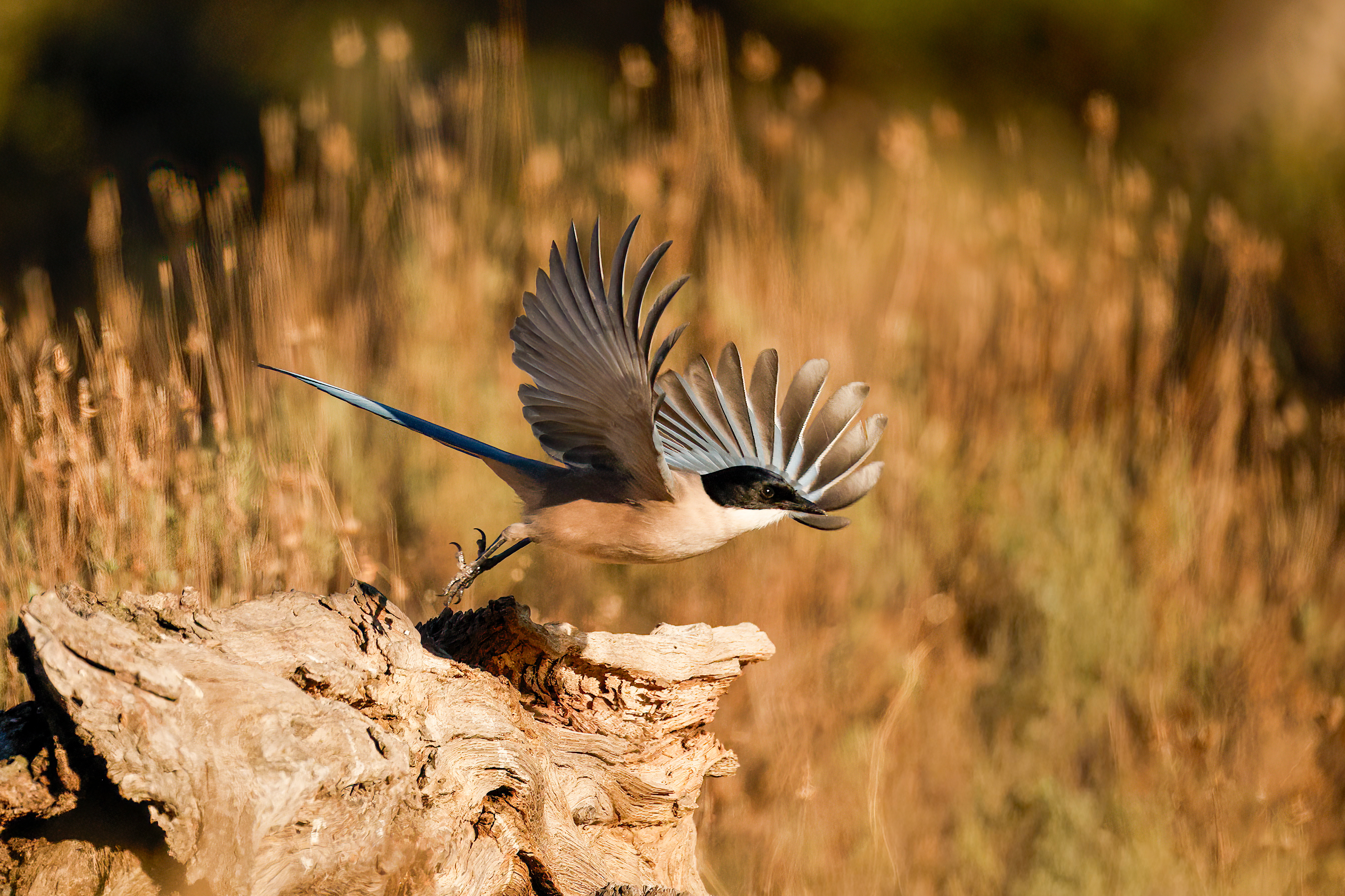Gazza dalle ali azzurre