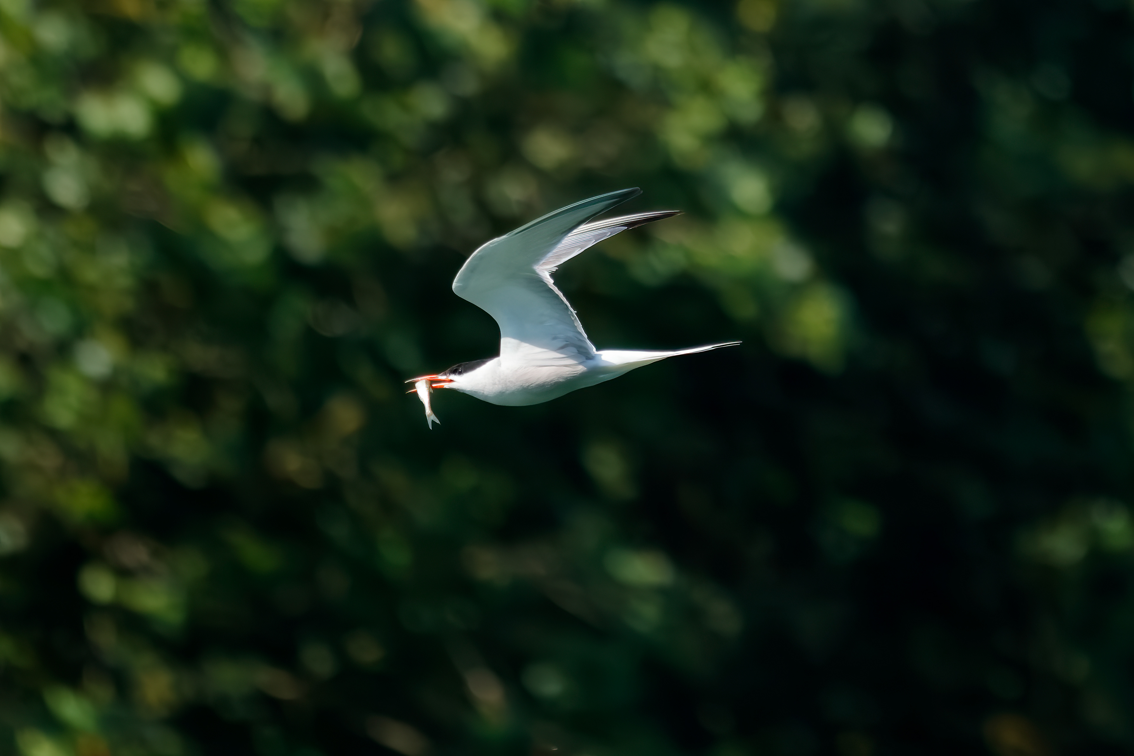Arctic tern
