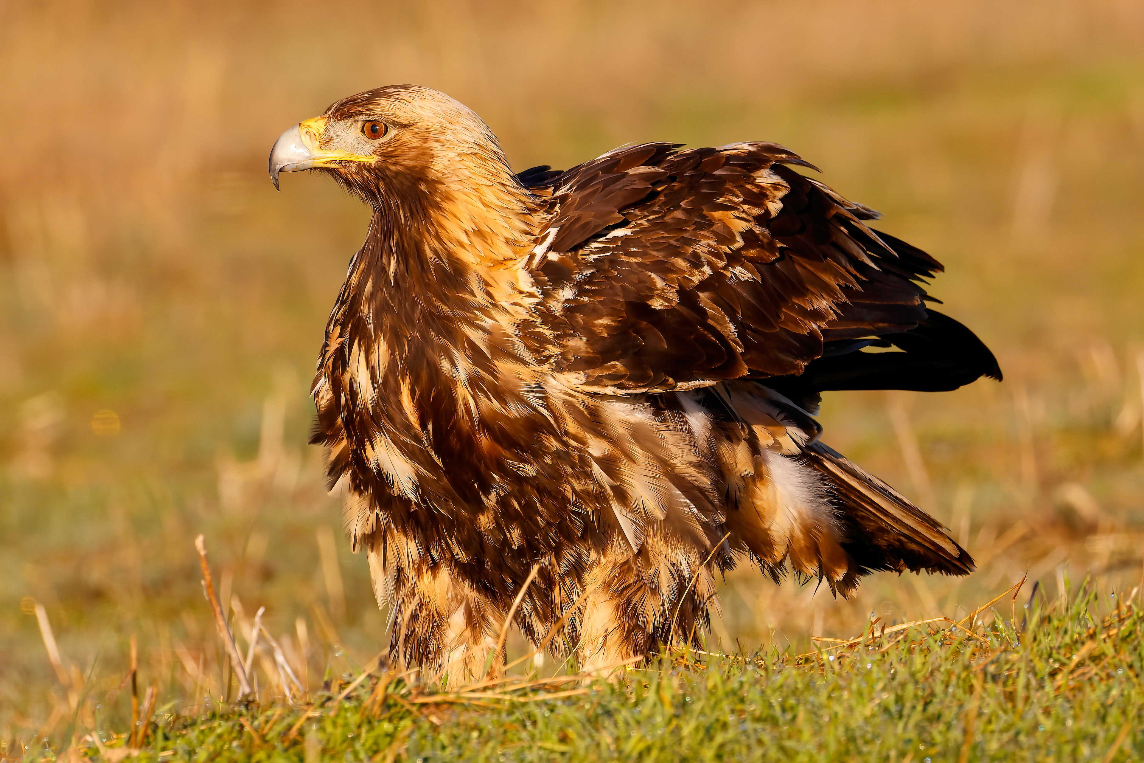 Aquila imperiale giovane