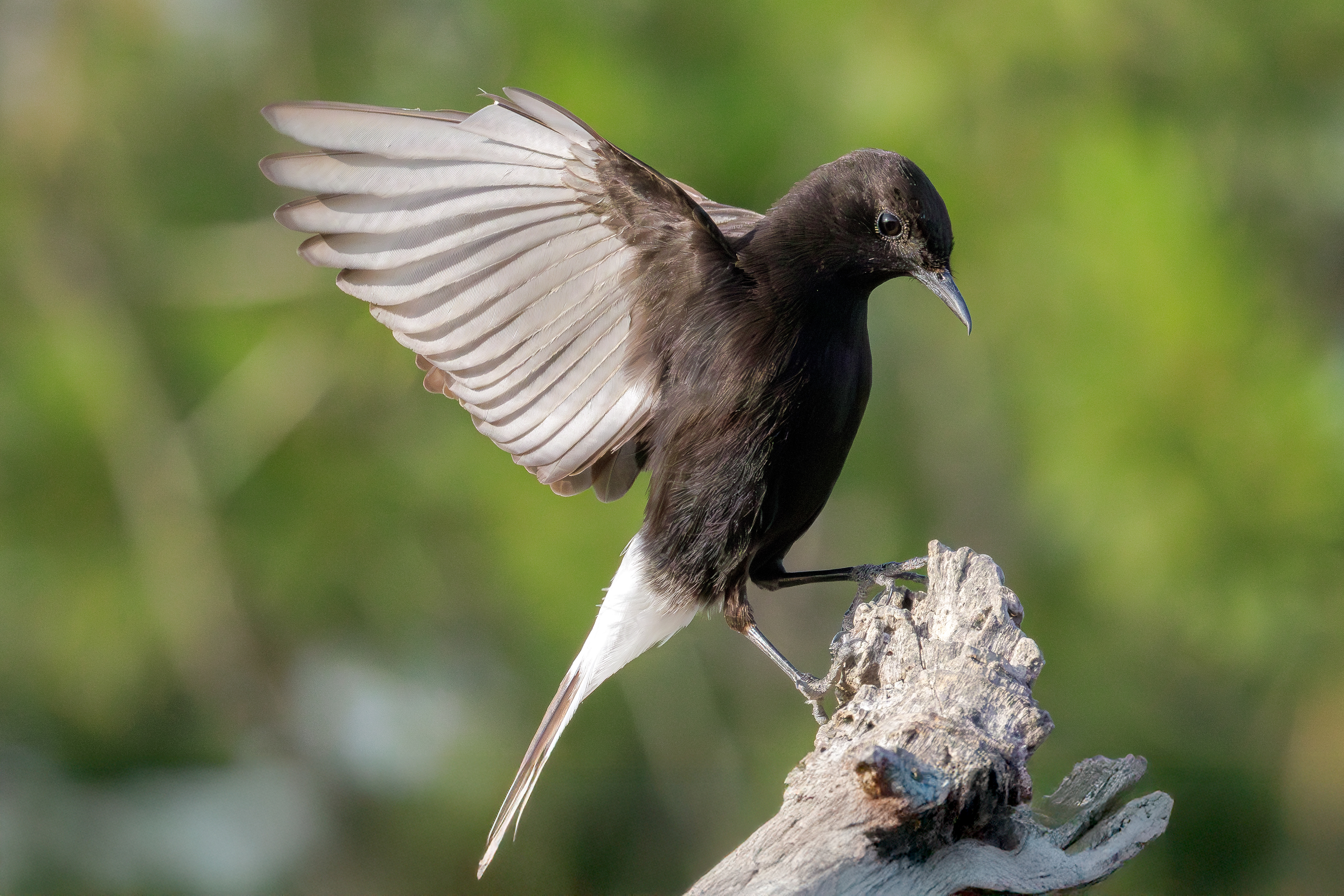 Black wheatear