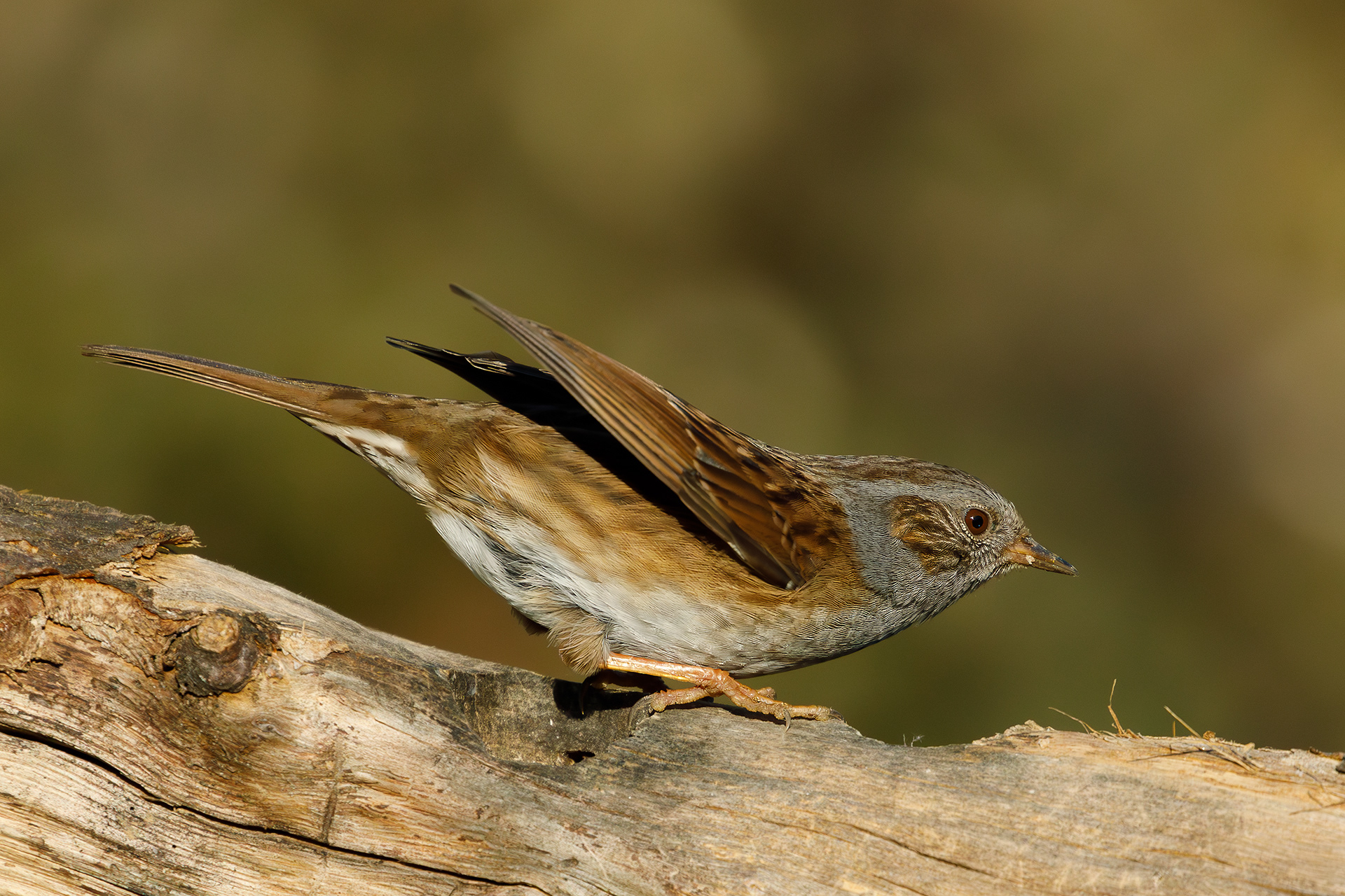 Passera scopaiola