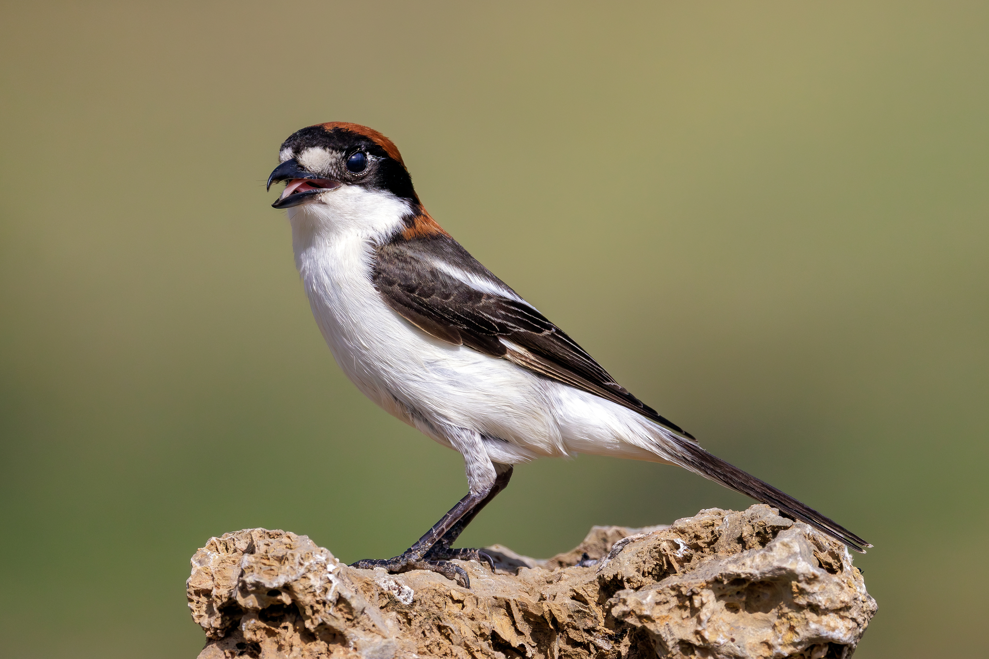 Woodchat shrike